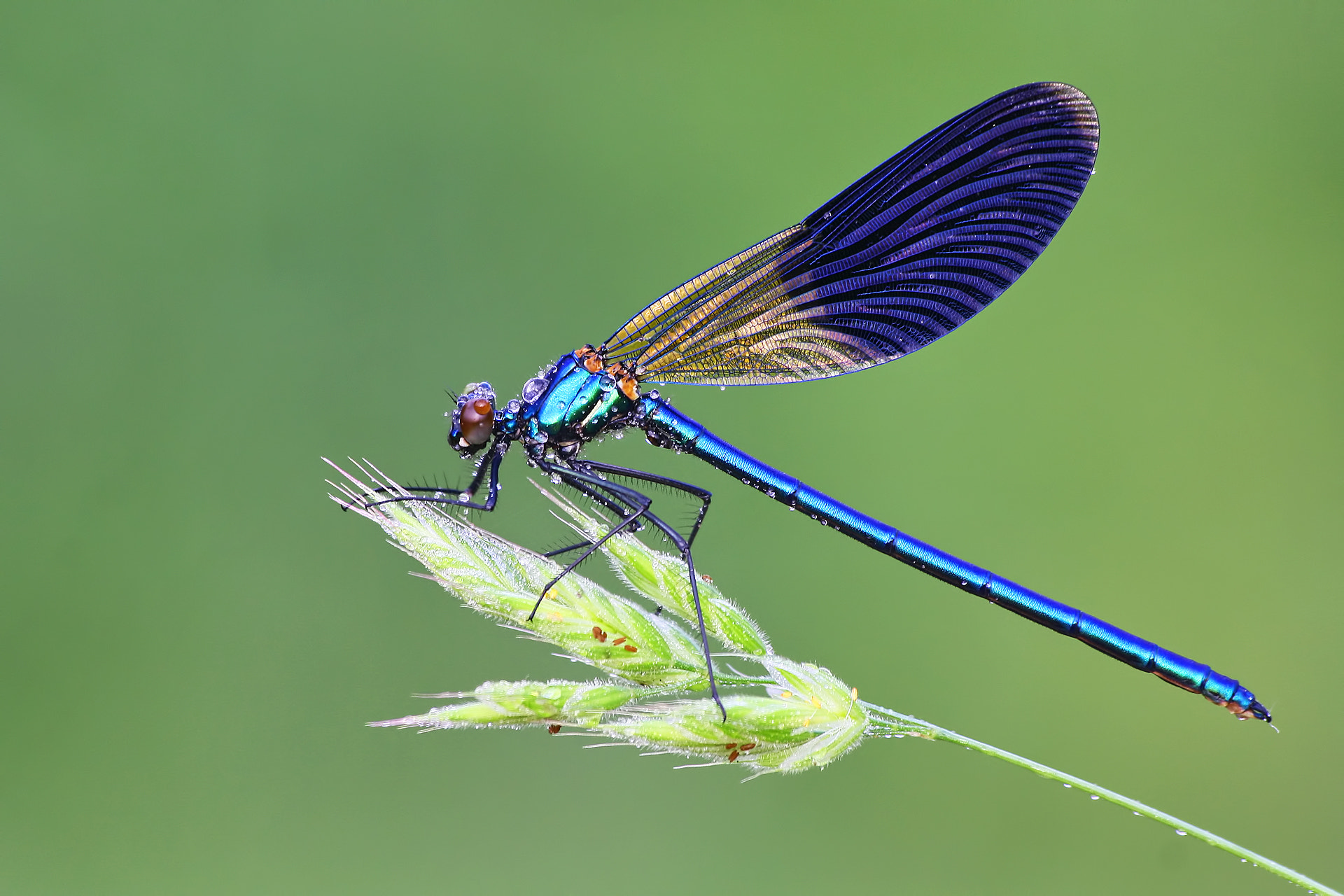 Sigma 70-300mm F4-5.6 APO DG Macro sample photo. Colors of nature photography