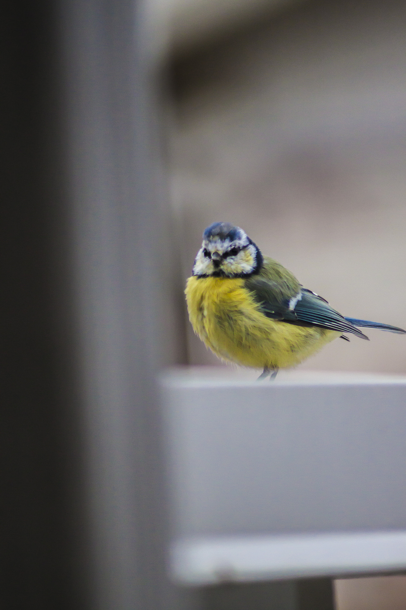 Canon EOS 500D (EOS Rebel T1i / EOS Kiss X3) sample photo. Littlebird photography