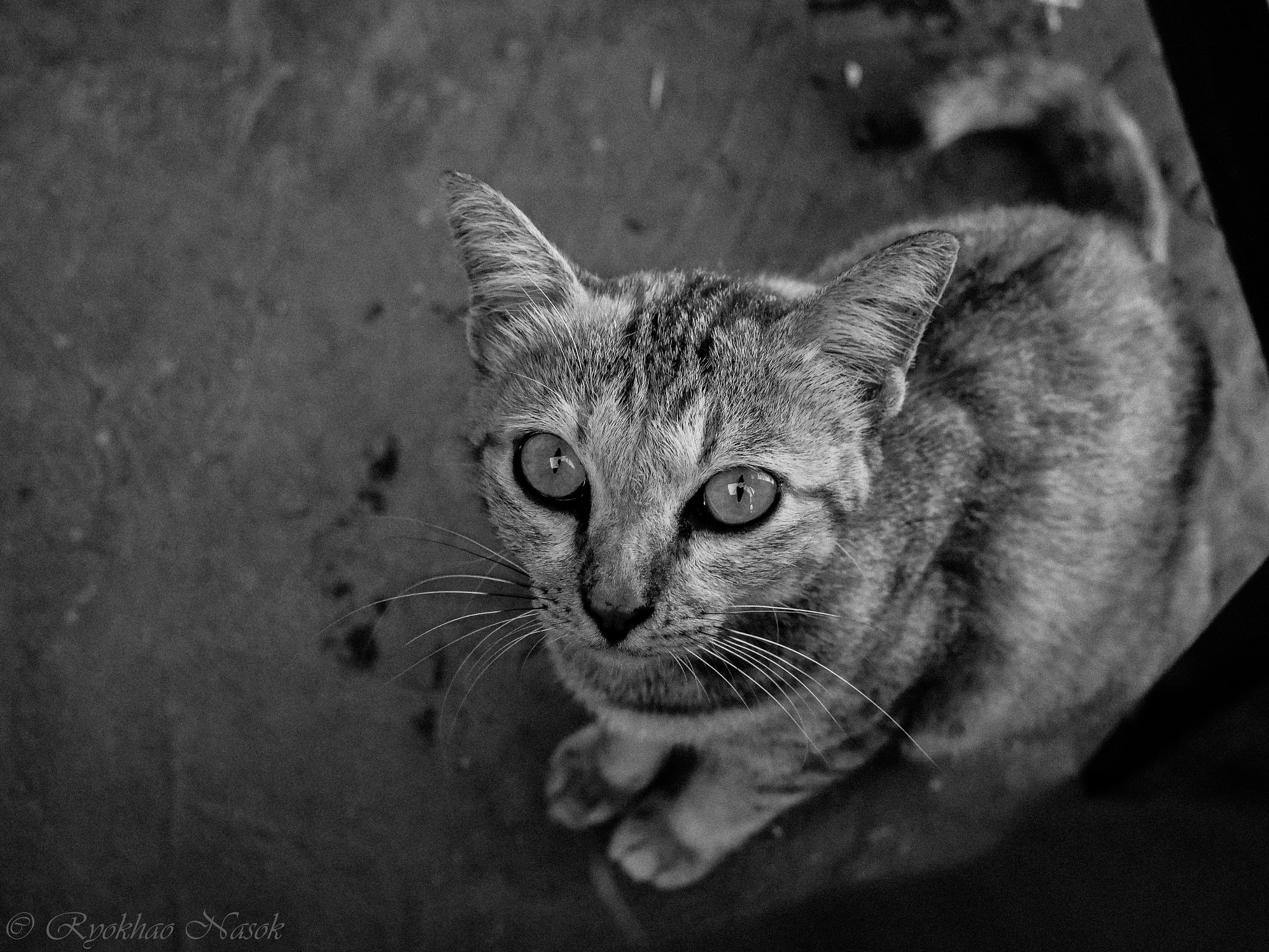 Panasonic Lumix DMC-GX8 sample photo. น้องเหมียว (of ) photography