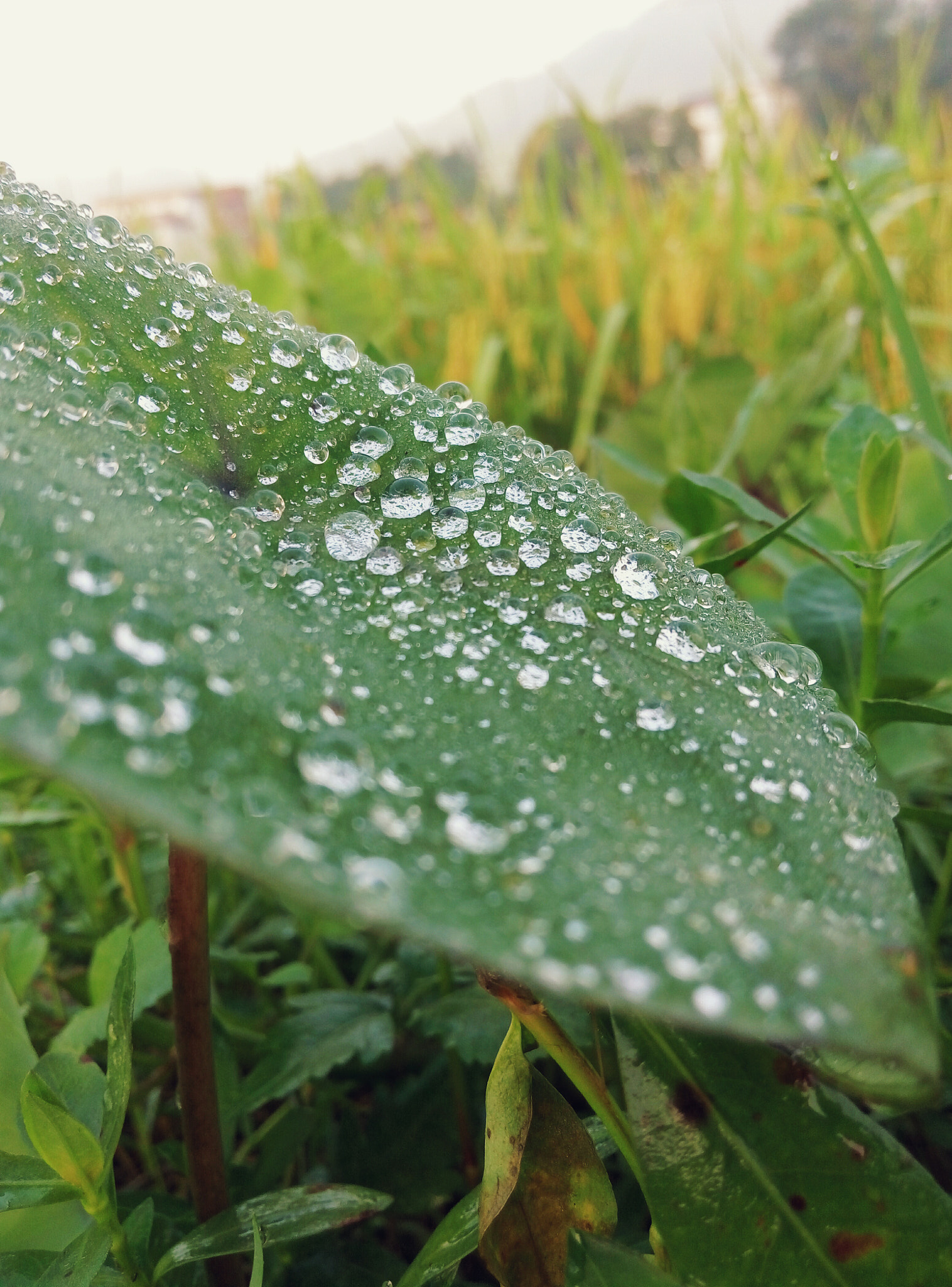 Meizu m1 note sample photo. A wetted taro leaf photography