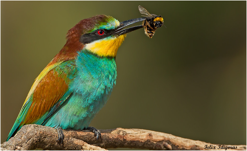 Canon EF 500mm F4L IS USM sample photo. La abeja presa favorita del abejaruco photography