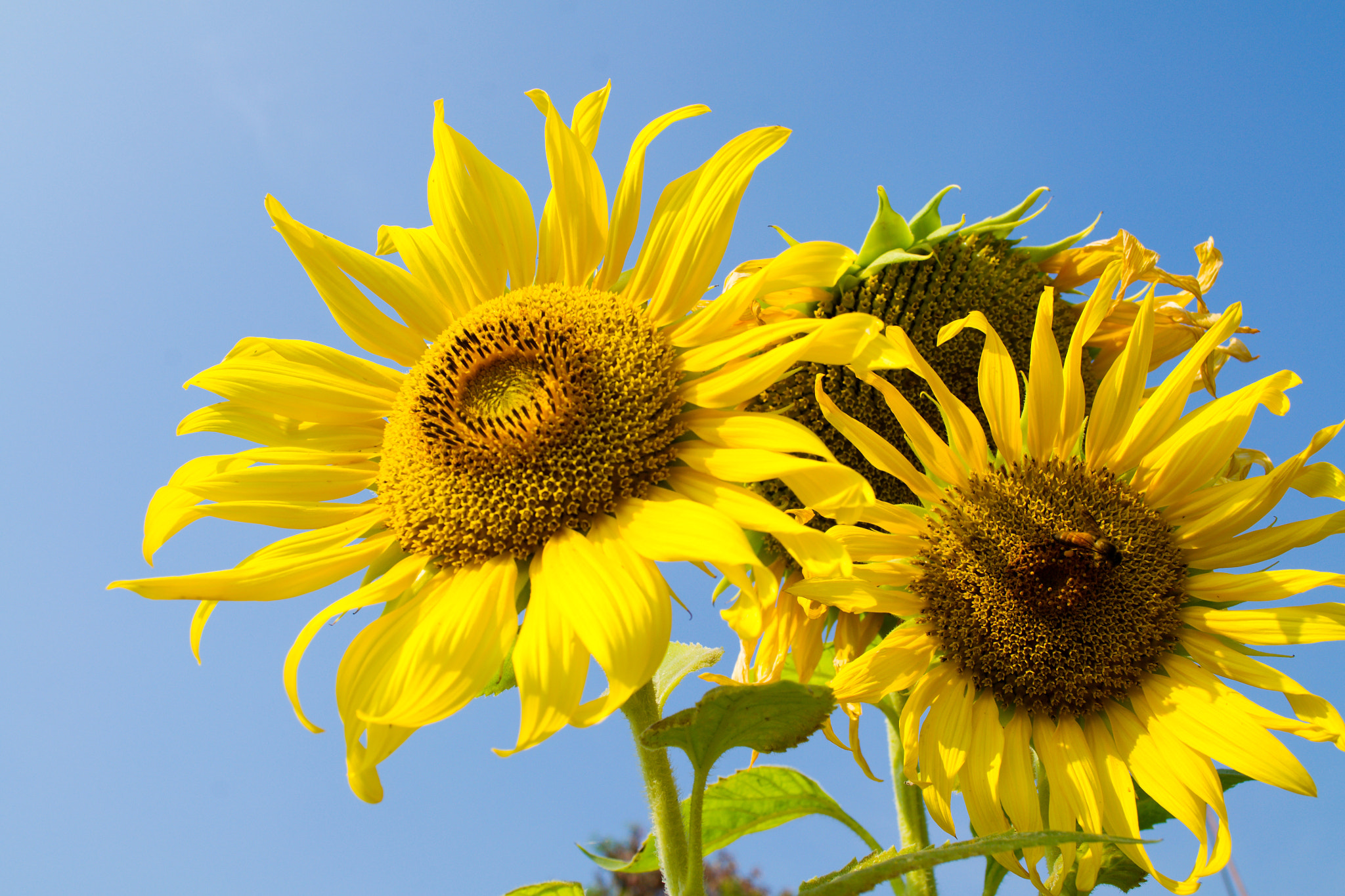 Nikon D3100 + 18.00 - 55.00 mm f/3.5 - 5.6 sample photo. Sunflower and bee photography