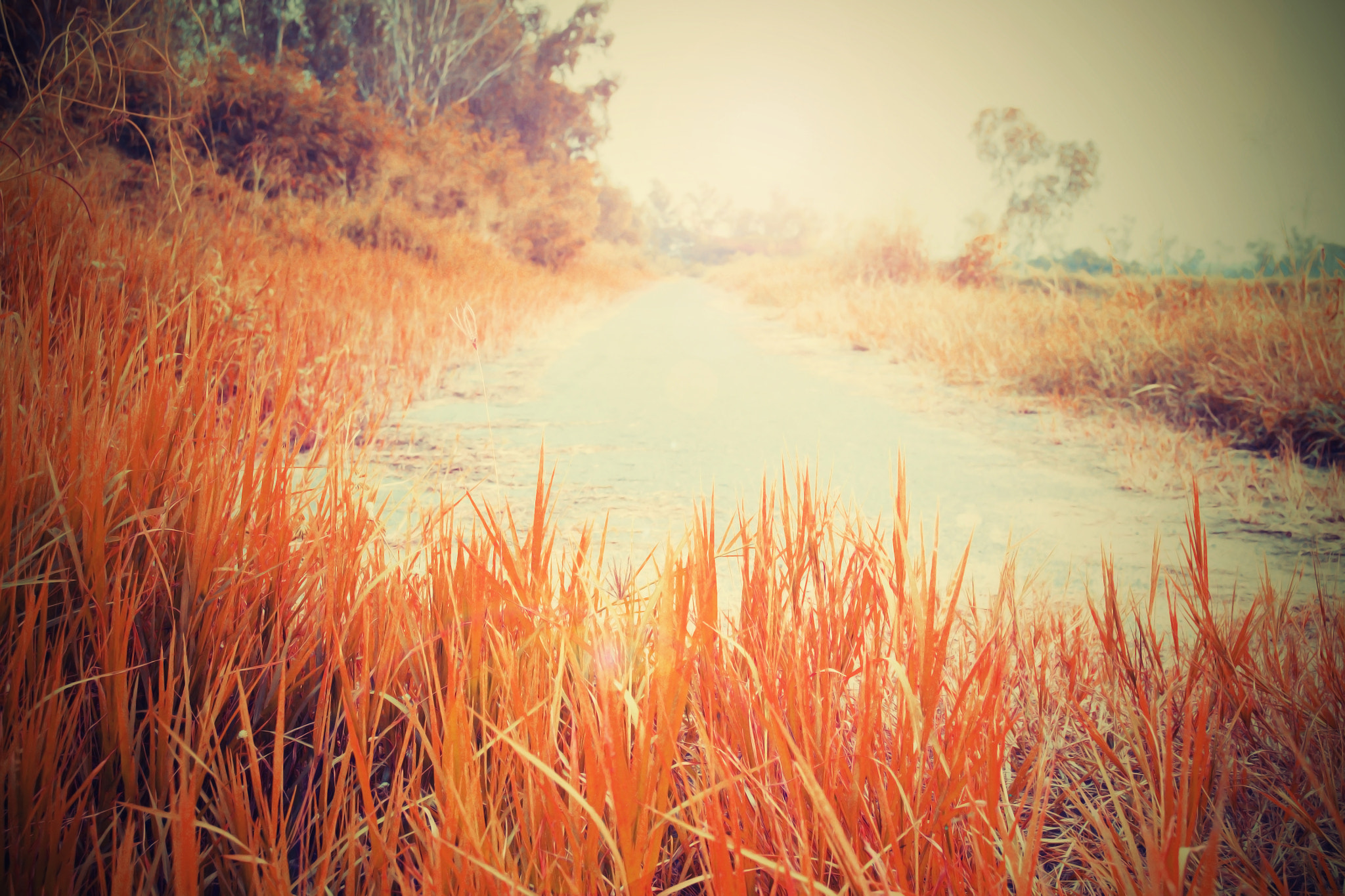 Nikon D3100 + 18.00 - 55.00 mm f/3.5 - 5.6 sample photo. Orange meadow streets photography