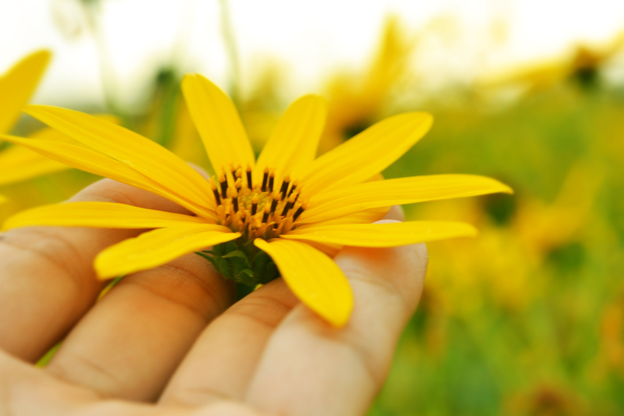 Nikon AF-S Micro-Nikkor 60mm F2.8G ED sample photo. Jerusalem artichokes sunflower photography