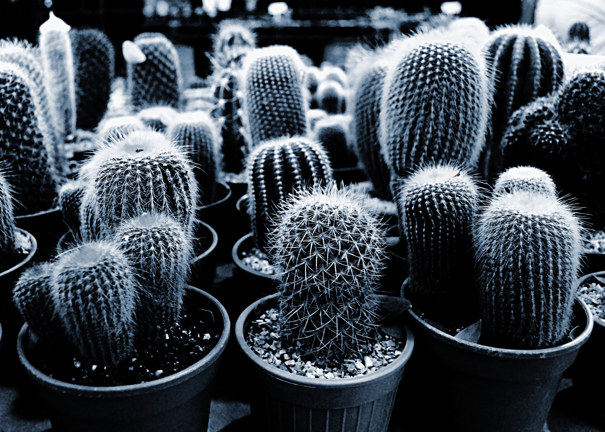 18.00 - 55.00 mm f/3.5 - 5.6 sample photo. Cactus in pot photography