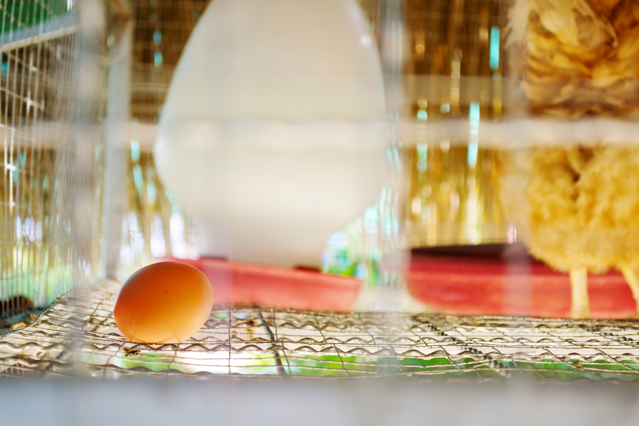 18.00 - 55.00 mm f/3.5 - 5.6 sample photo. Egg of hen photography
