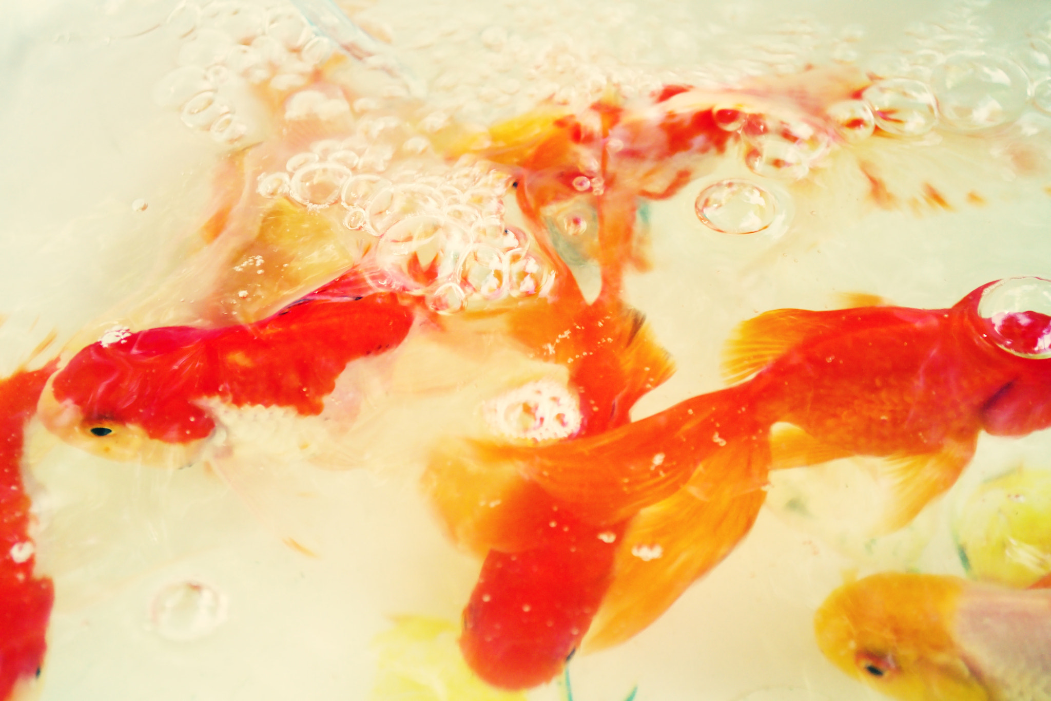 18.00 - 55.00 mm f/3.5 - 5.6 sample photo. Goldfish photography