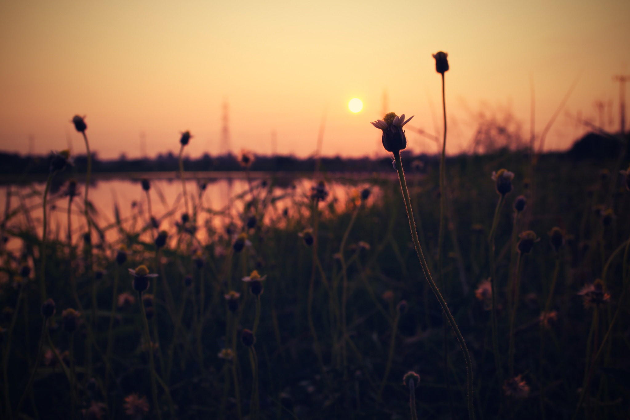 18.00 - 55.00 mm f/3.5 - 5.6 sample photo. Flower at the river photography