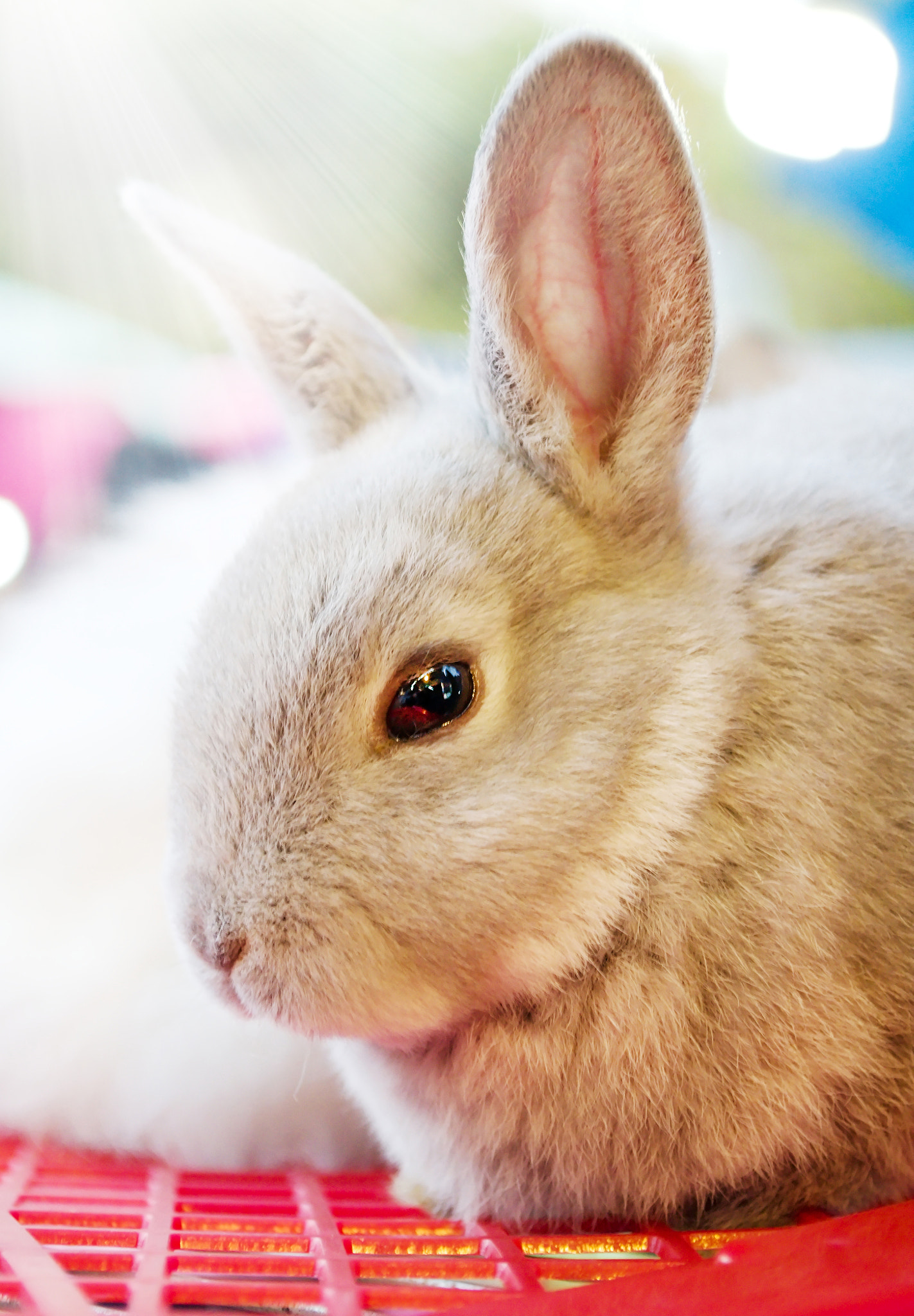 Nikon D3100 + 18.00 - 55.00 mm f/3.5 - 5.6 sample photo. Gray bunny photography