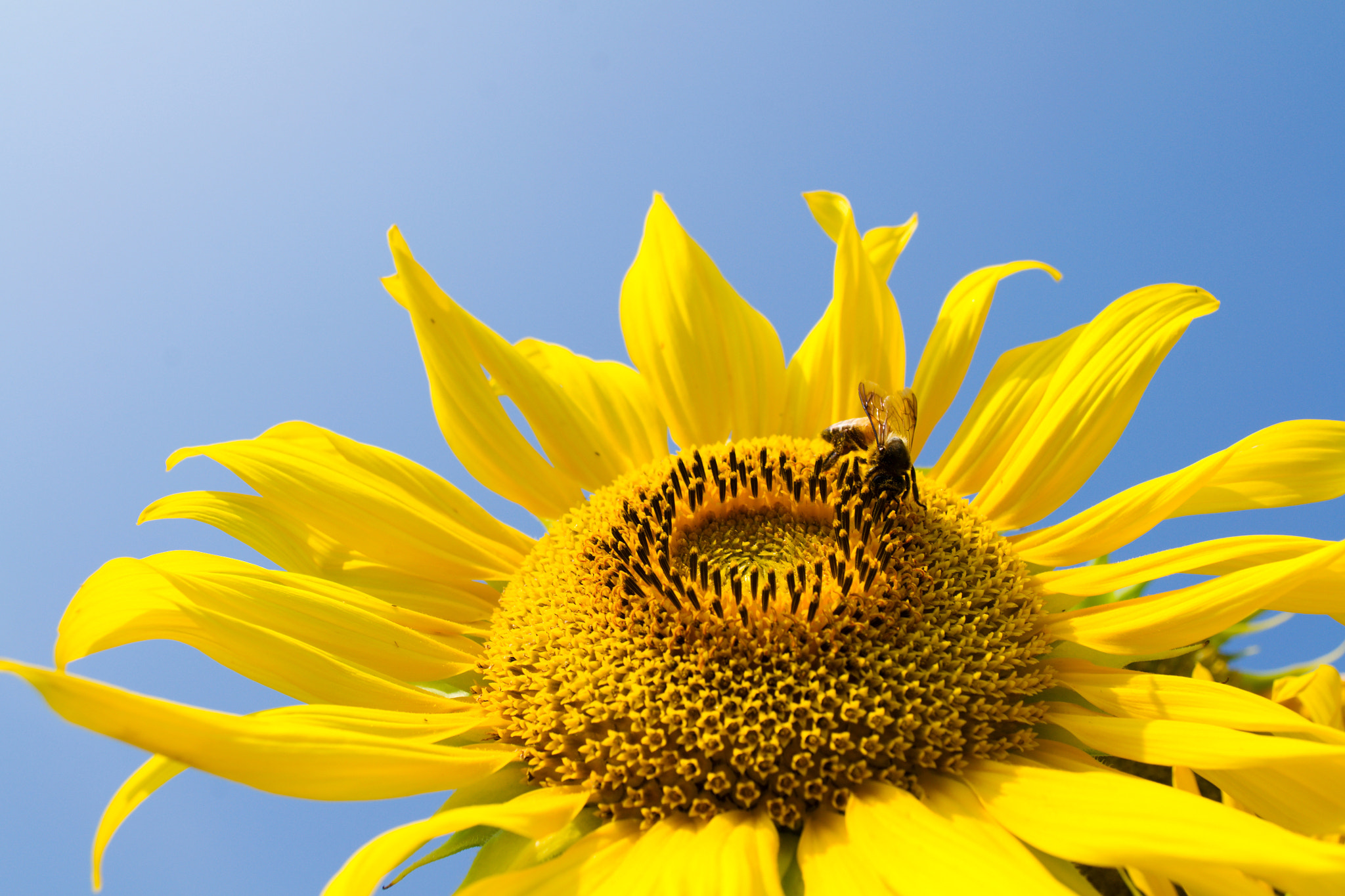 Nikon D3100 + 18.00 - 55.00 mm f/3.5 - 5.6 sample photo. Sunflower and bee photography