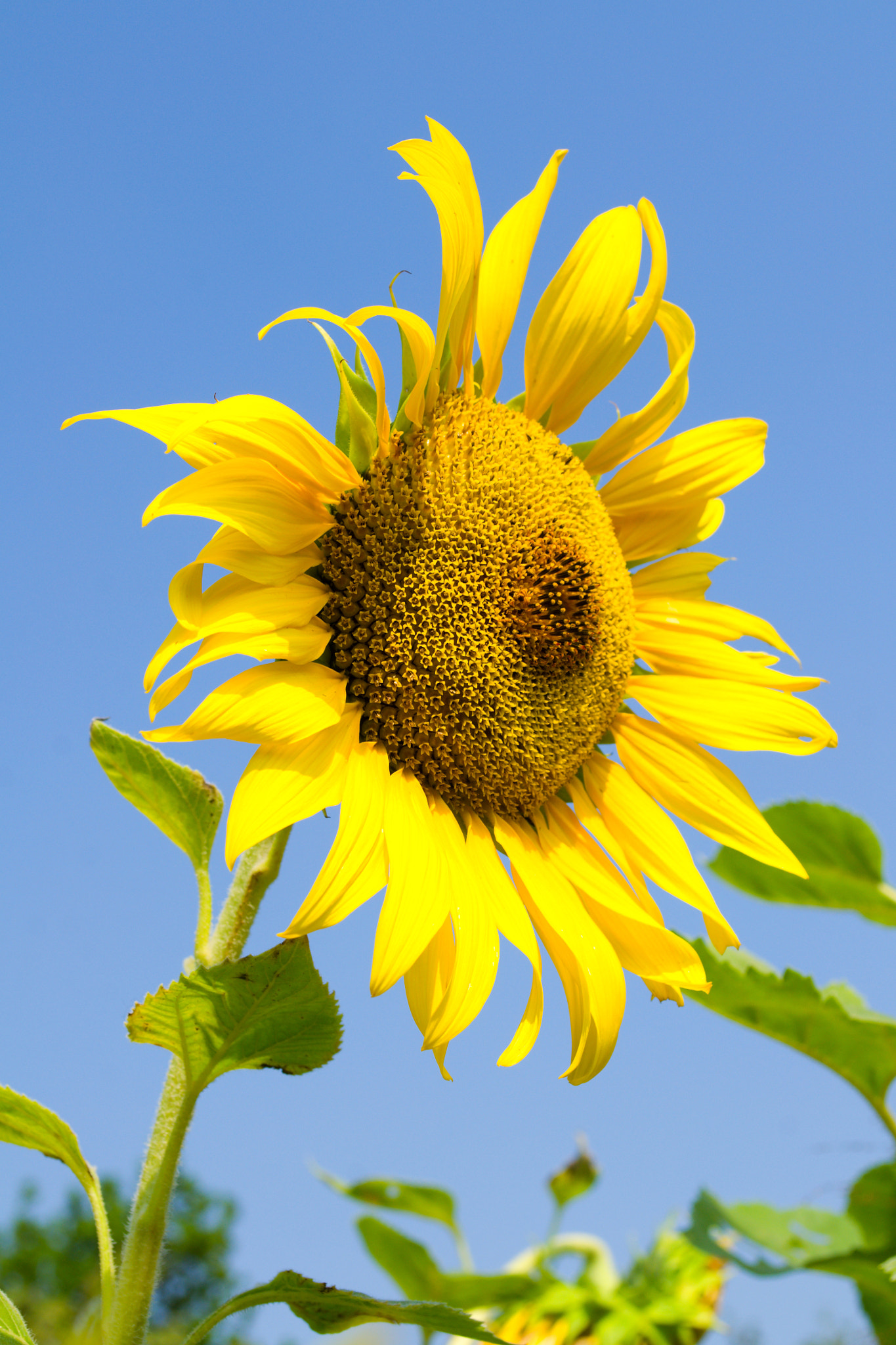 Nikon D3100 + 18.00 - 55.00 mm f/3.5 - 5.6 sample photo. Sunflower photography