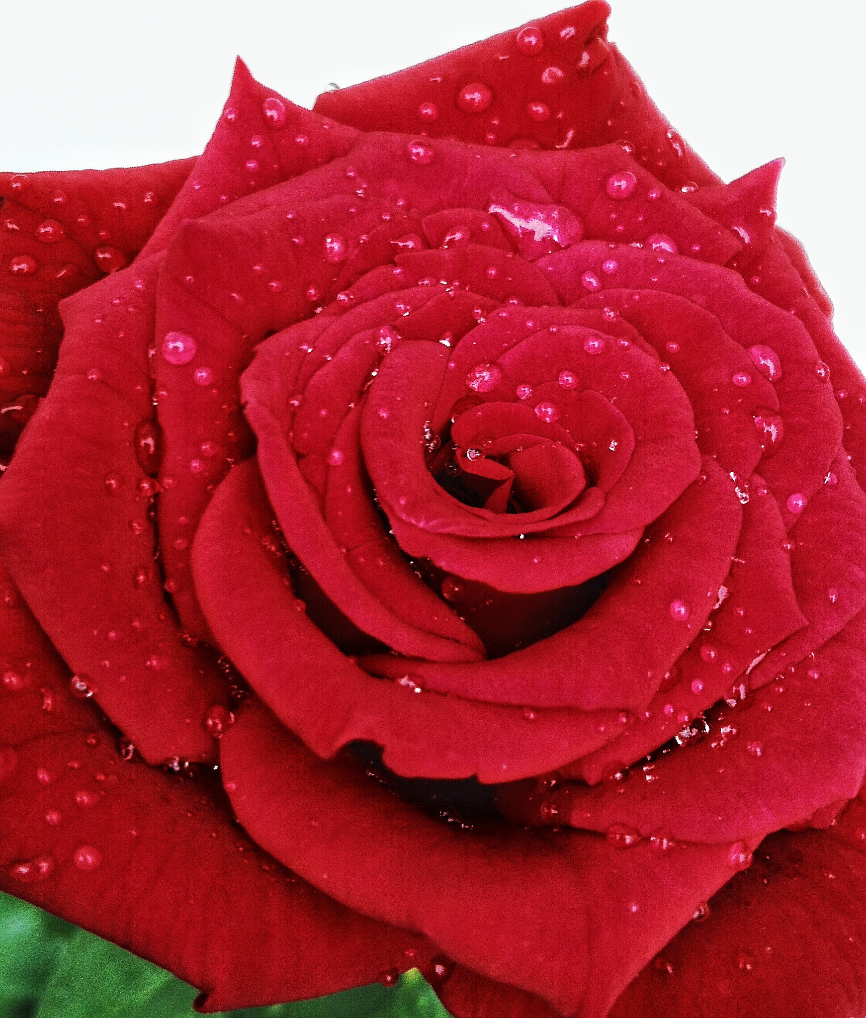 HUAWEI Che1-L04 sample photo. Red rose with rain drops photography