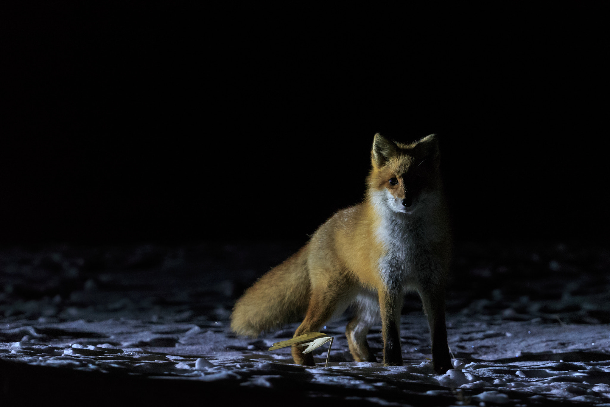 Canon EOS-1D X + Canon EF 200-400mm F4L IS USM Extender 1.4x sample photo. Fox (at night) photography