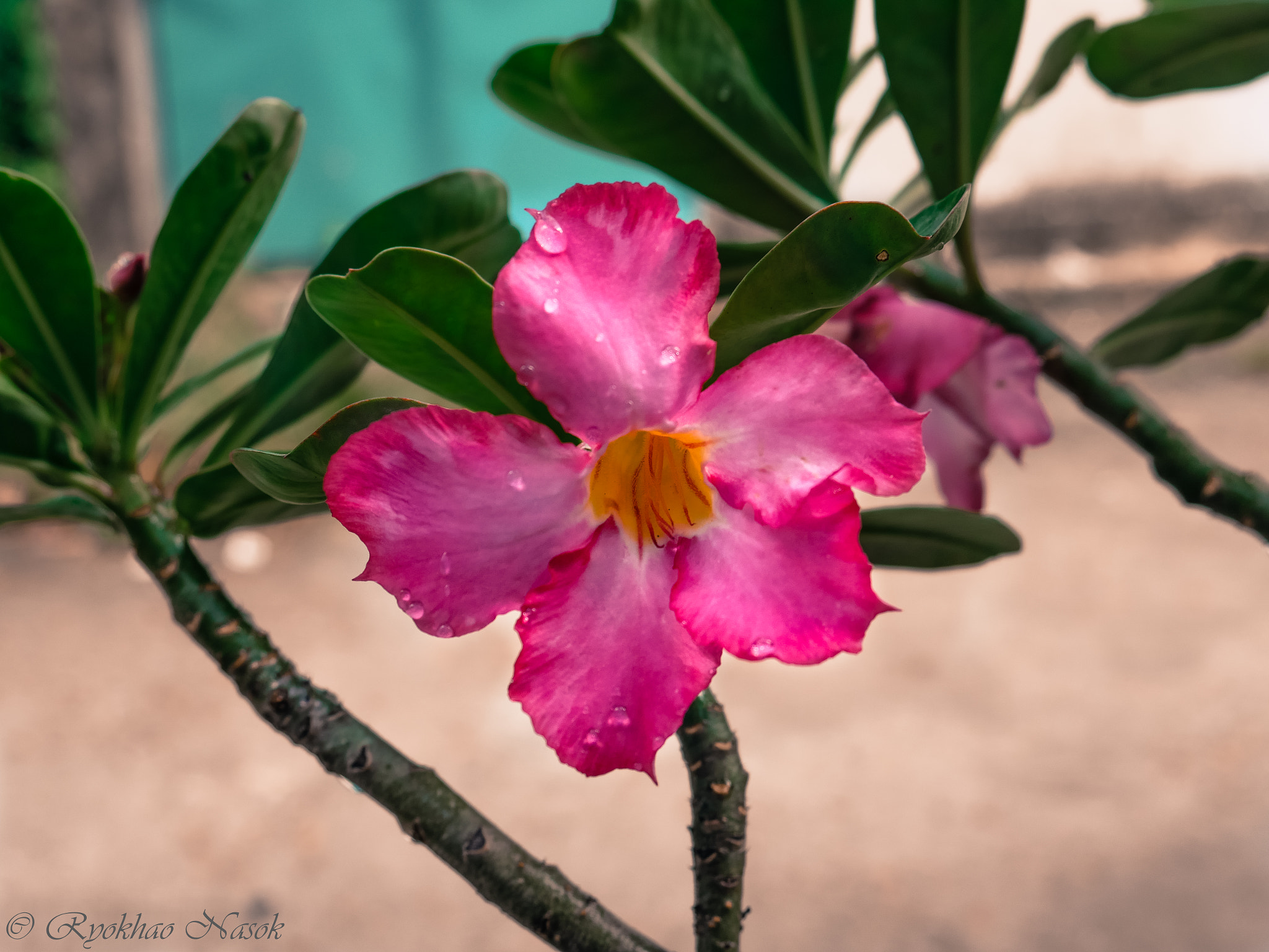 Panasonic Lumix DMC-GX8 sample photo. Flower photography