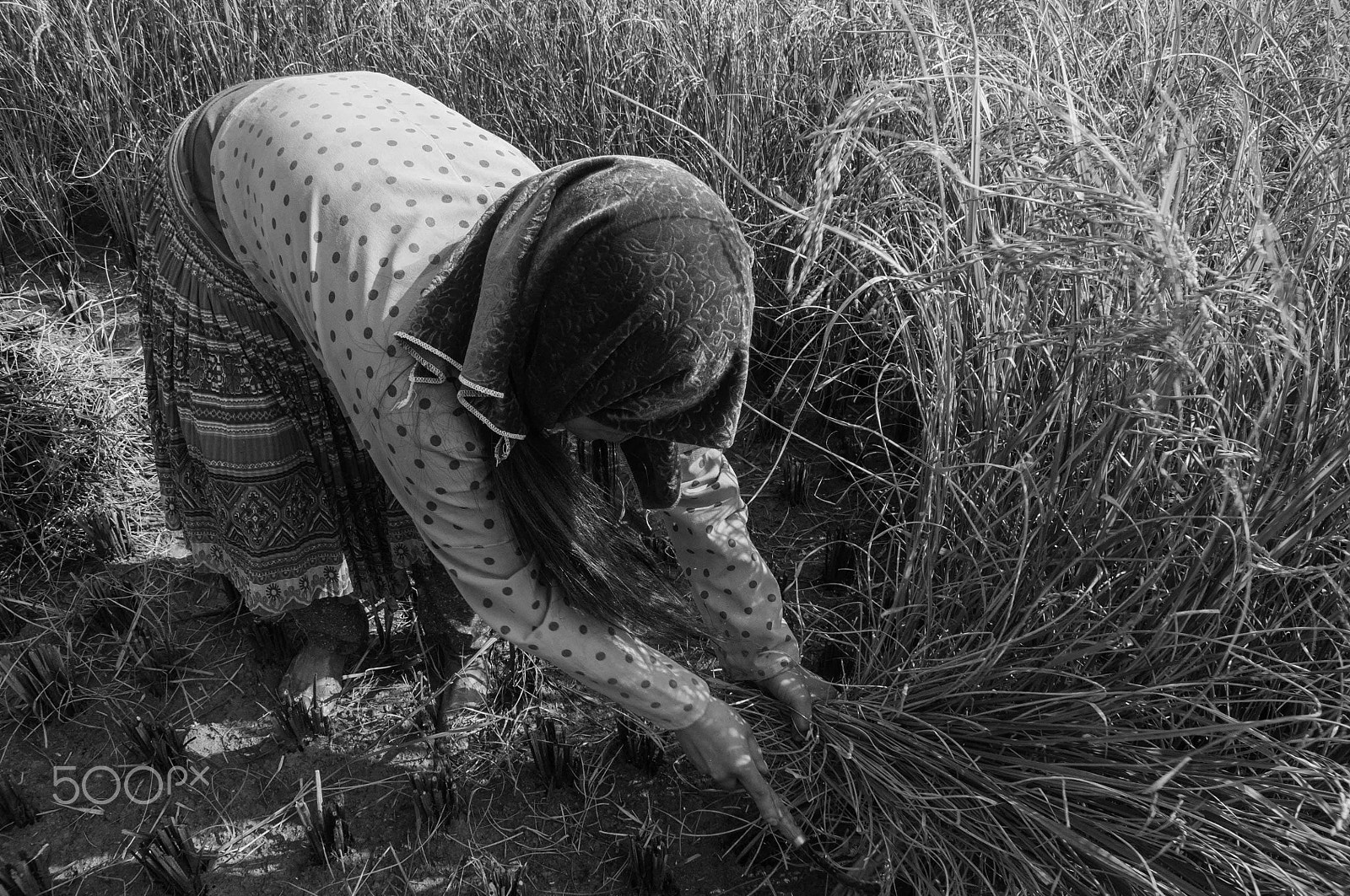 Nikon D90 + Sigma 18-200mm F3.5-6.3 DC sample photo. Harvesting rice photography