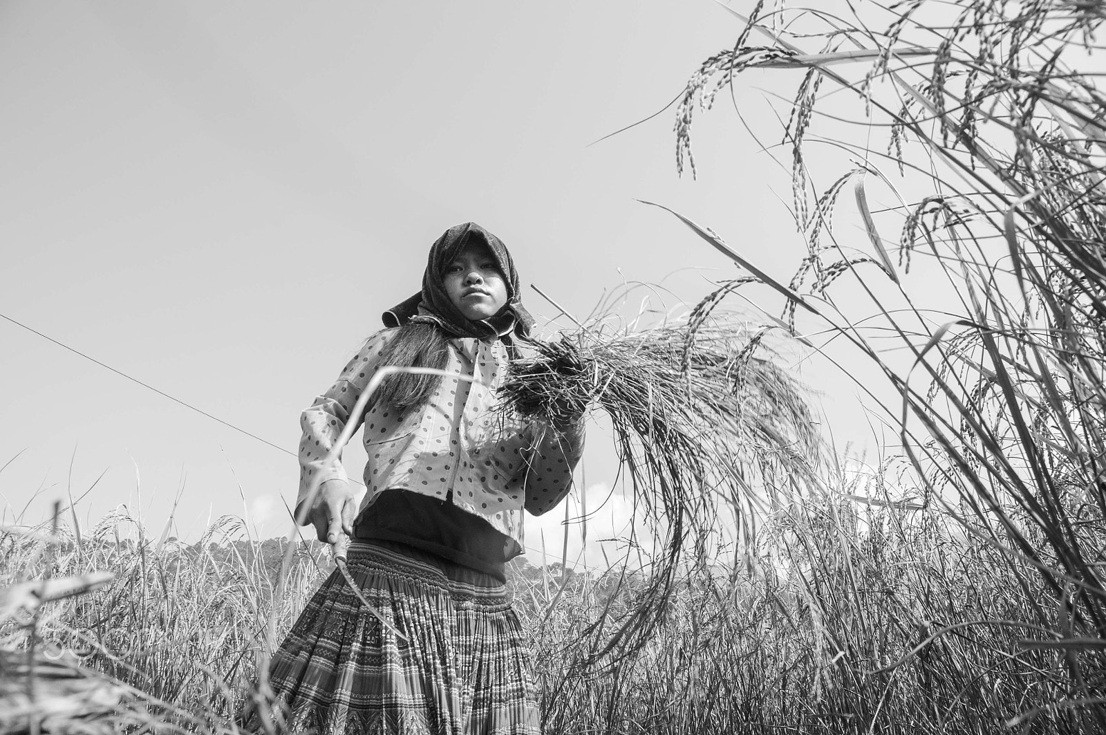 Nikon D90 + Sigma 18-200mm F3.5-6.3 DC sample photo. Harvesting rice photography