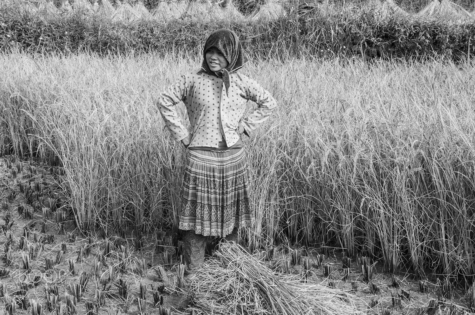 Sigma 18-200mm F3.5-6.3 DC sample photo. Harvesting rice photography