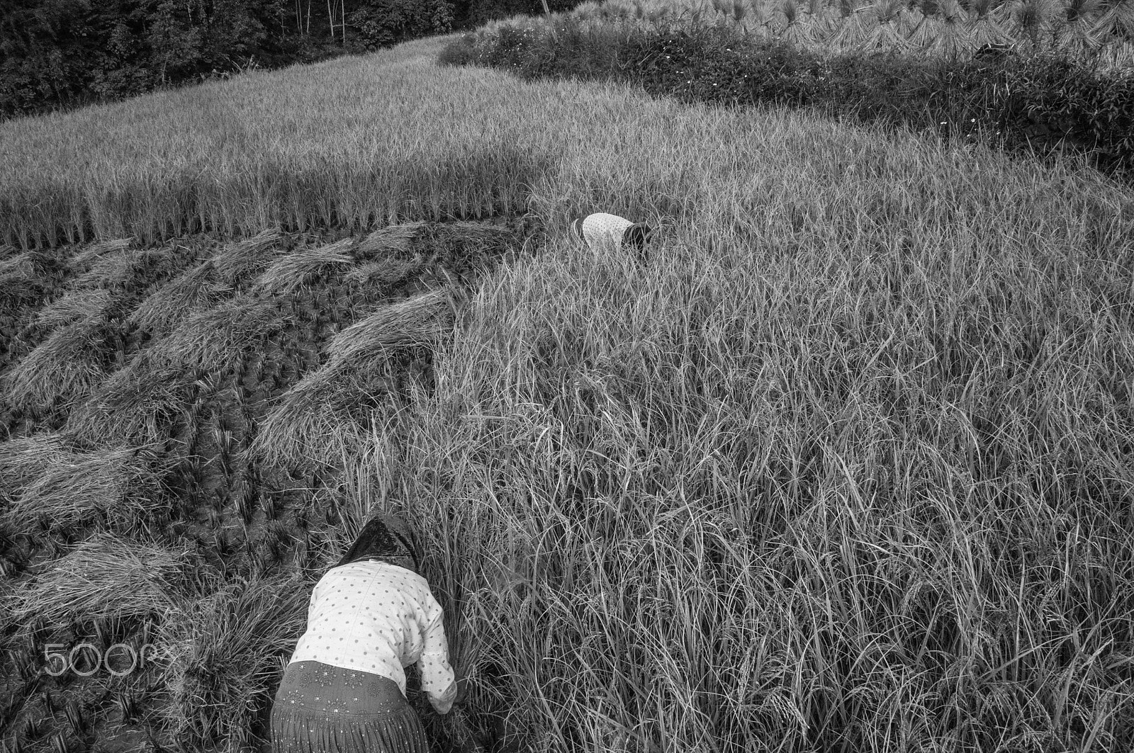 Nikon D90 + Sigma 18-200mm F3.5-6.3 DC sample photo. Harvesting rice photography