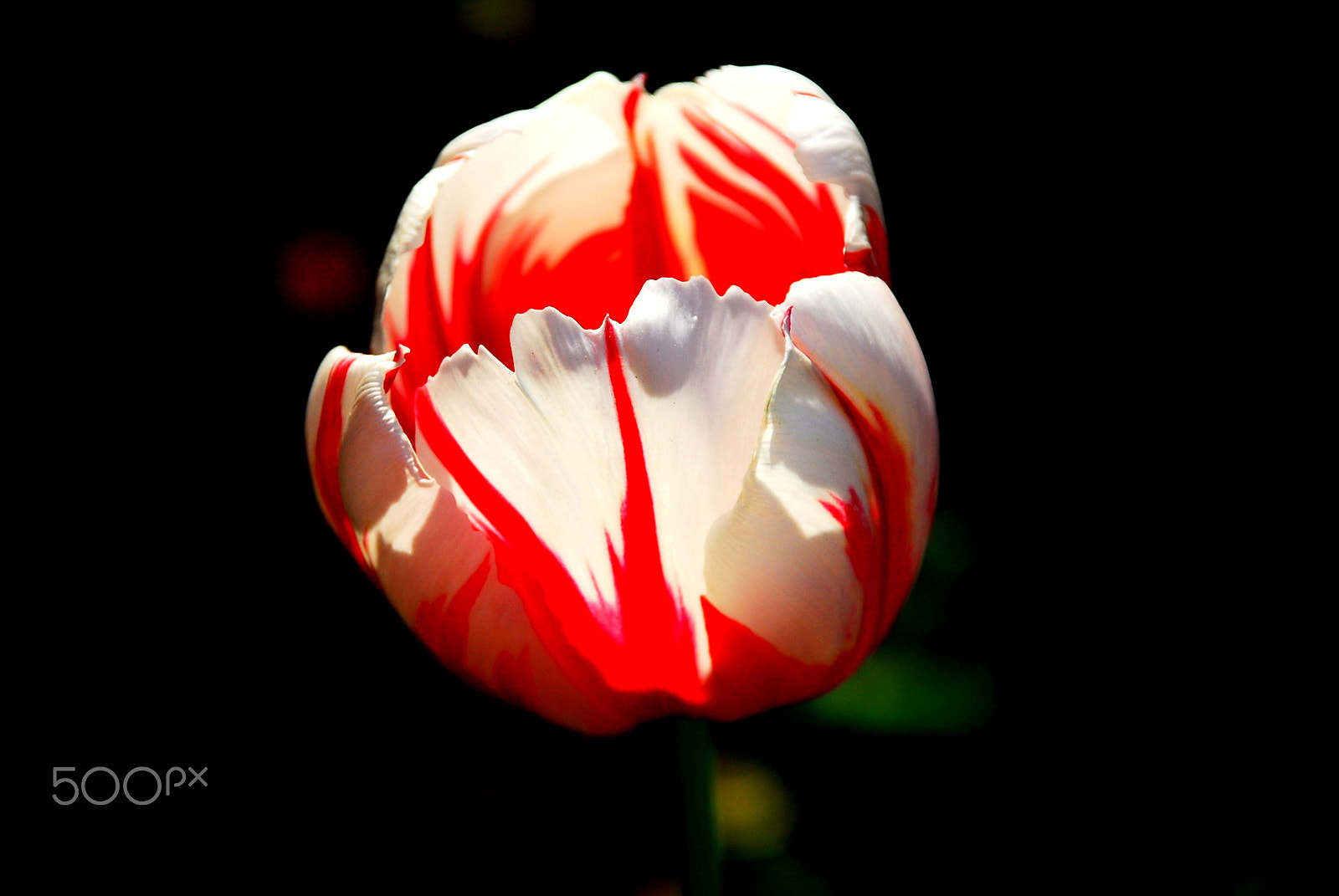 Nikon D200 sample photo. Flag of switzerland photography
