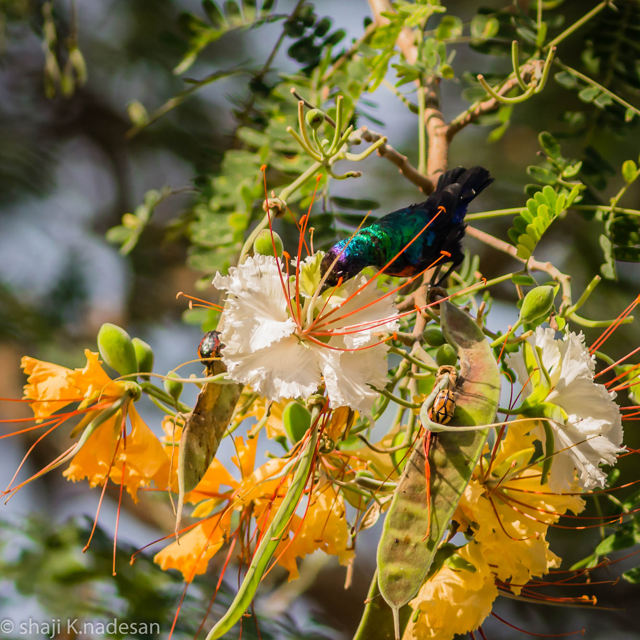 Canon EOS 700D (EOS Rebel T5i / EOS Kiss X7i) + Canon EF 300mm F4L IS USM sample photo. Sunbird photography