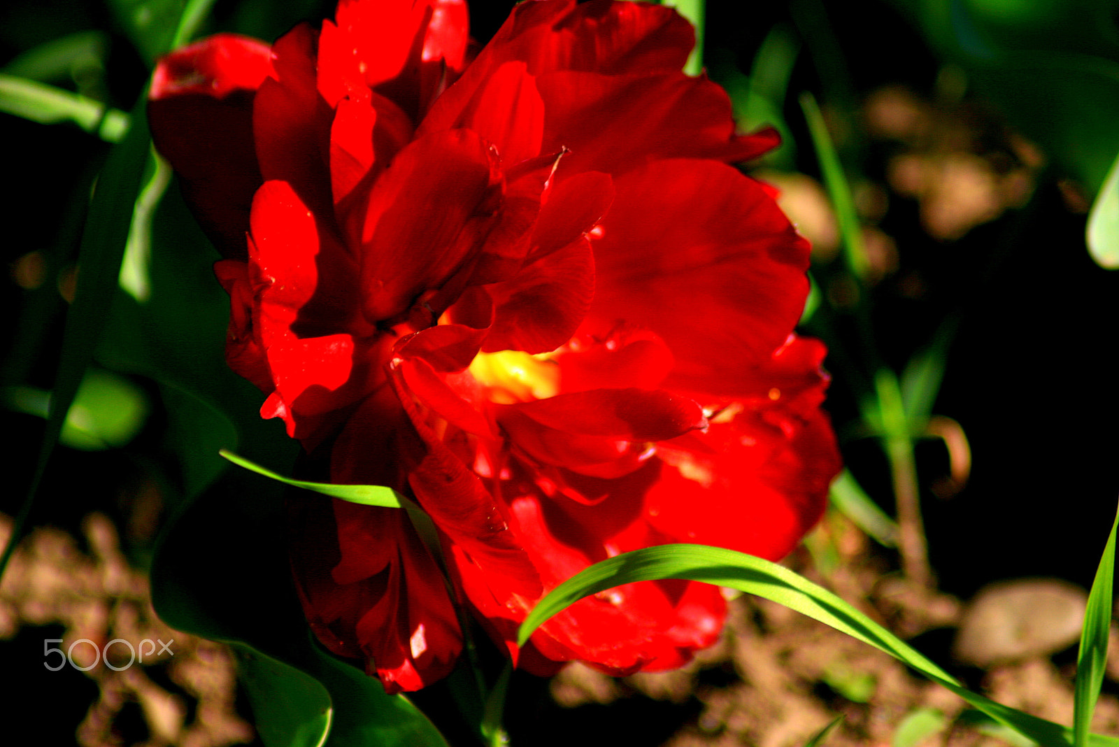 Canon EOS 400D (EOS Digital Rebel XTi / EOS Kiss Digital X) sample photo. Fire on the ground photography