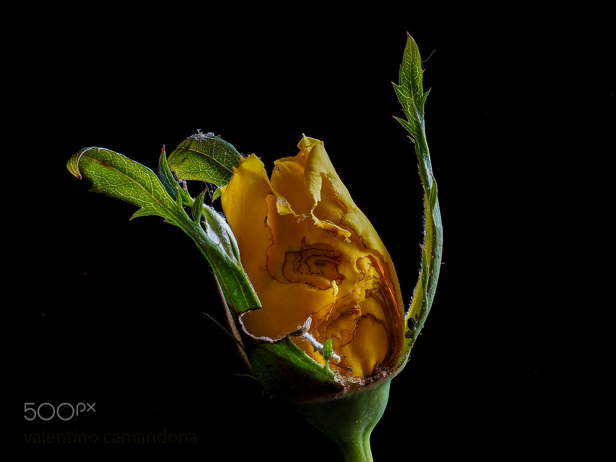 Olympus M.Zuiko Digital ED 60mm F2.8 Macro sample photo. I will never be a beautiful rose photography