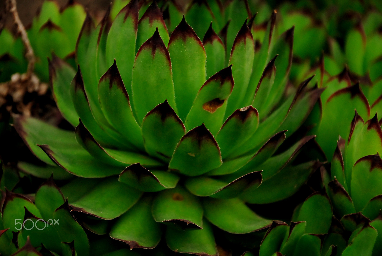 Nikon D200 sample photo. Echeveria rosette photography