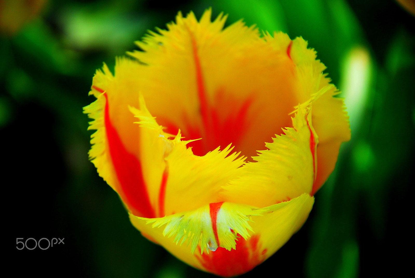 Nikon D200 sample photo. Piece of joy photography