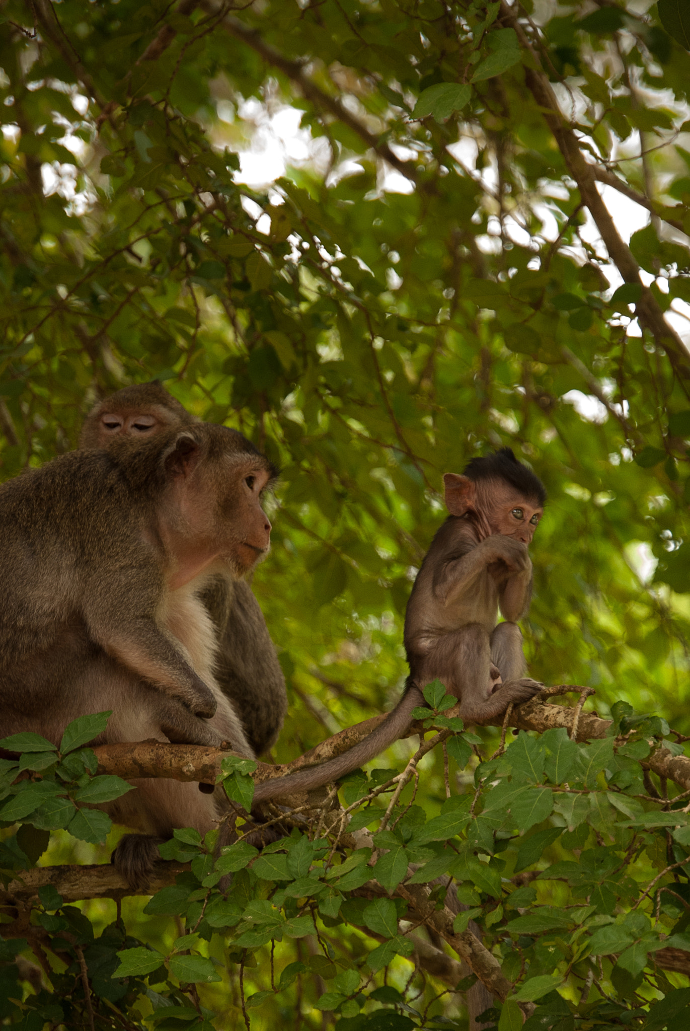 Nikon D60 sample photo. The family photography