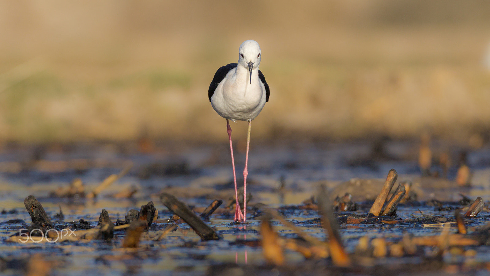 Canon EOS-1D Mark IV sample photo. Black-winged stilt photography