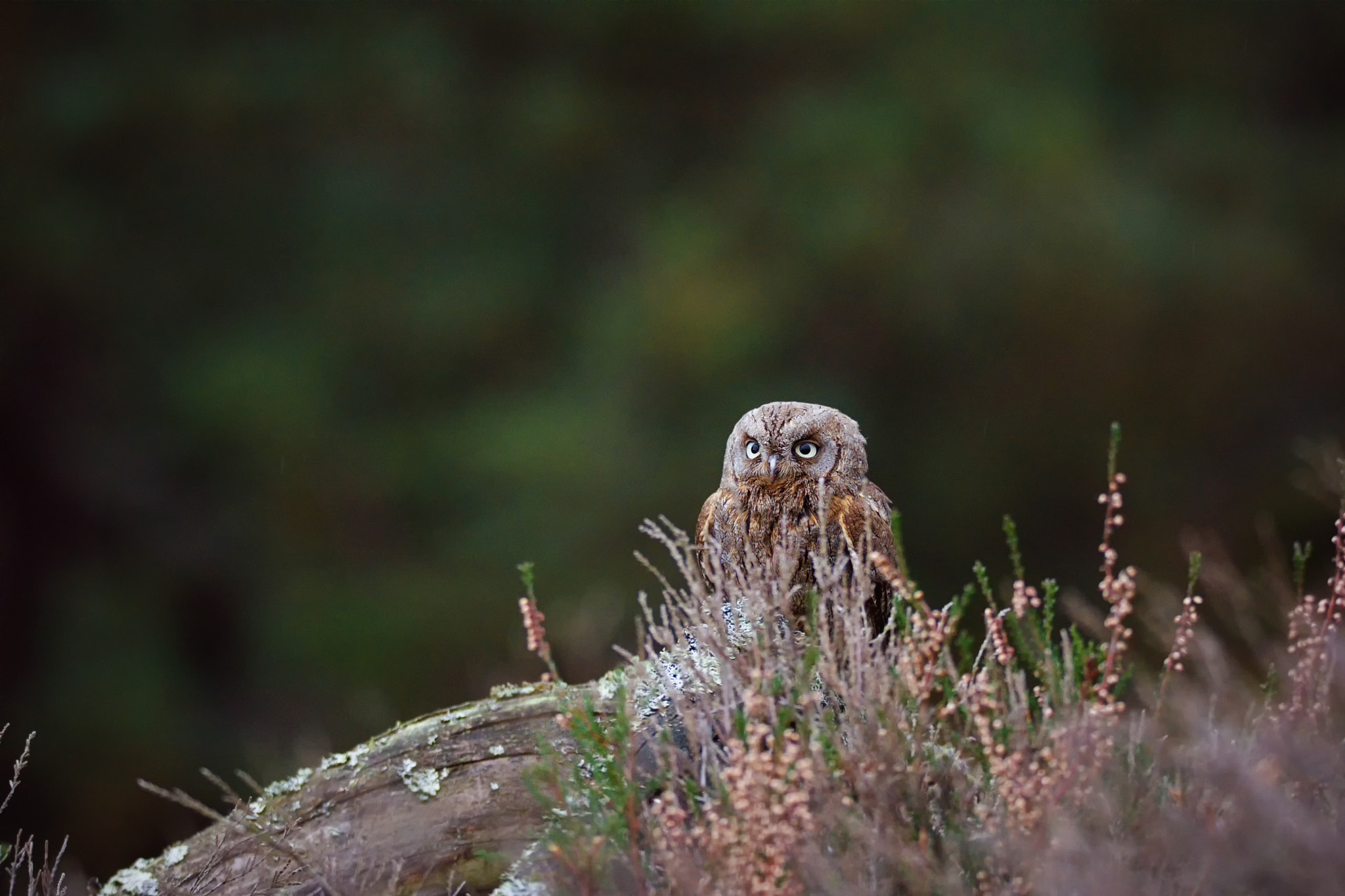 150.00 - 600.00 mm f/5.0 - 6.3 sample photo. Eurasian scops owl (otus scops) photography