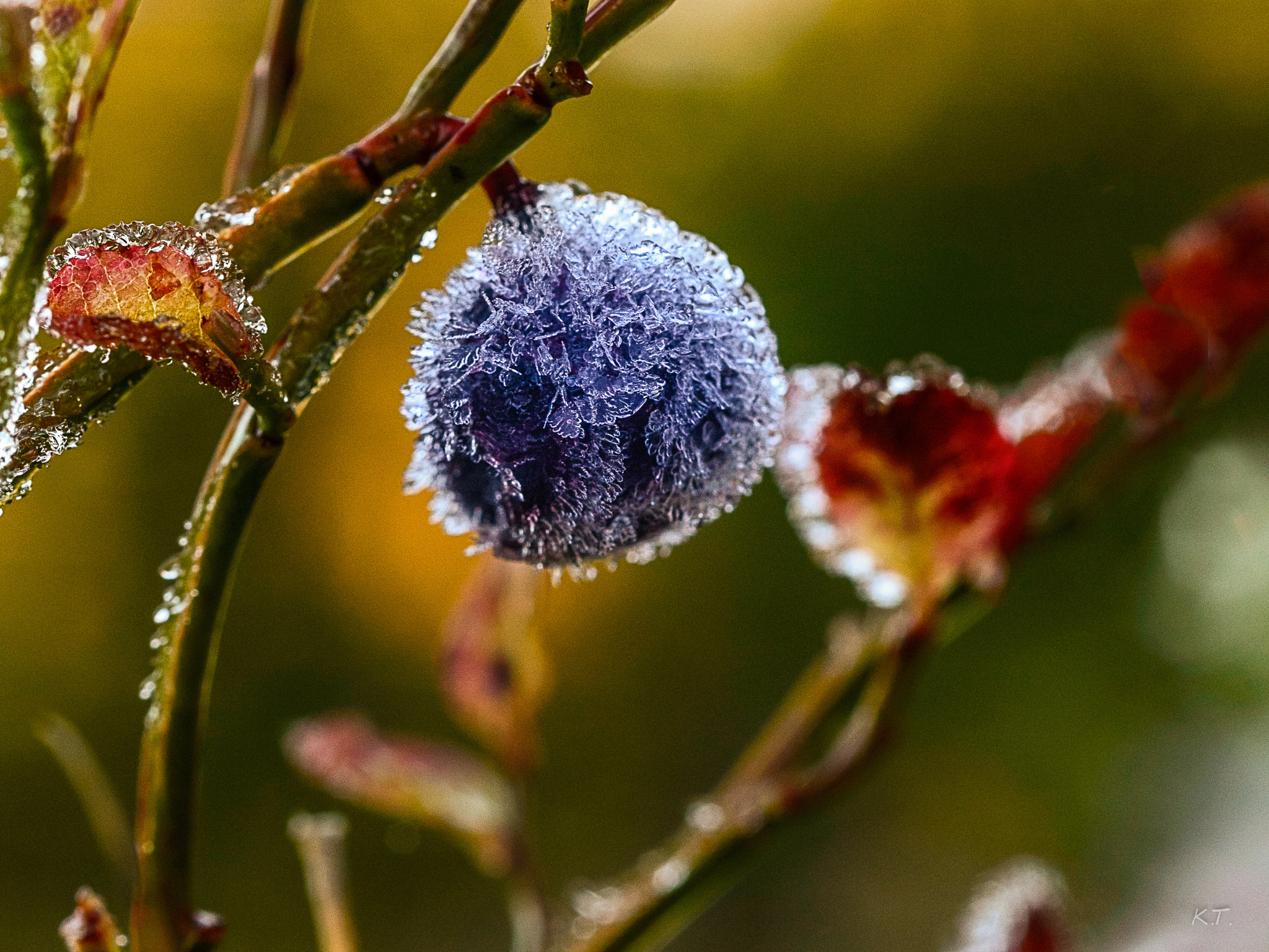 Nikon D610 + Nikon AF Micro-Nikkor 60mm F2.8D sample photo. Frostberry photography