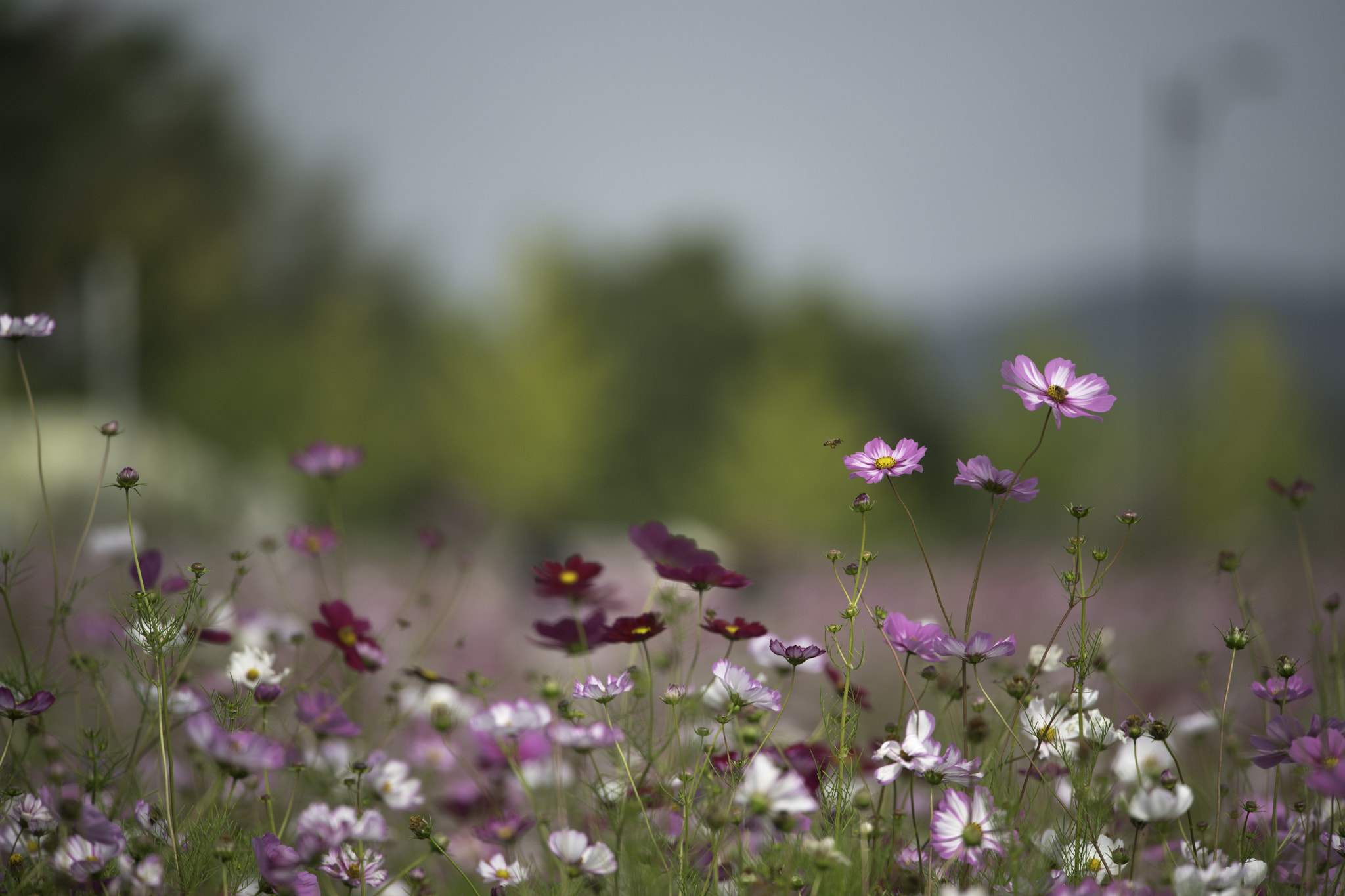 Nikon Nikkor AF-S 300mm F4E PF ED VR sample photo. Flower garden photography