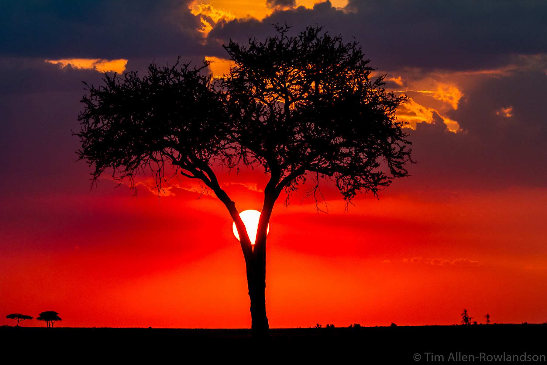Canon EF 70-200mm F2.8L USM sample photo. Tree of life photography
