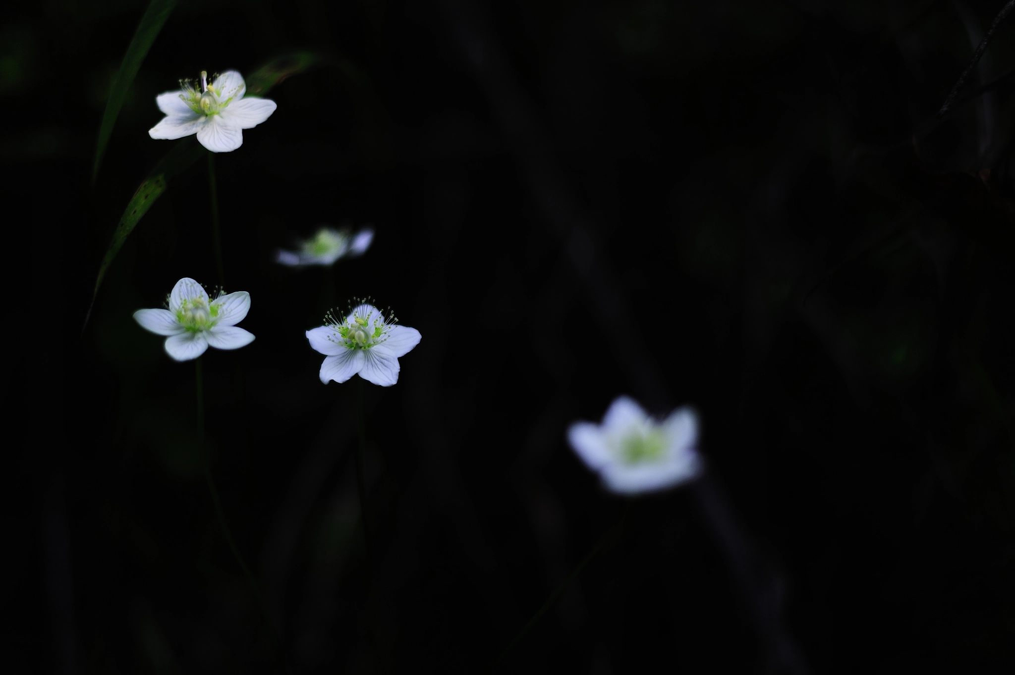 Nikon D3 + Nikon AF-S Nikkor 50mm F1.8G sample photo. Starry night photography
