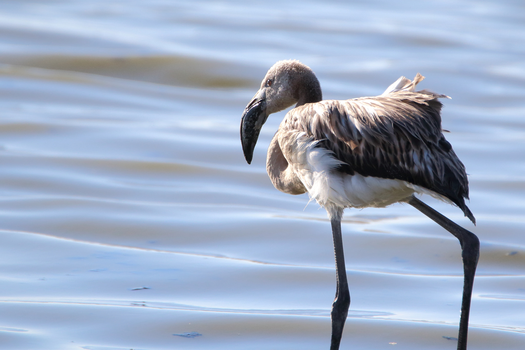 Tamron SP 150-600mm F5-6.3 Di VC USD sample photo. Phoenicopterus roseus (flamenco común) photography