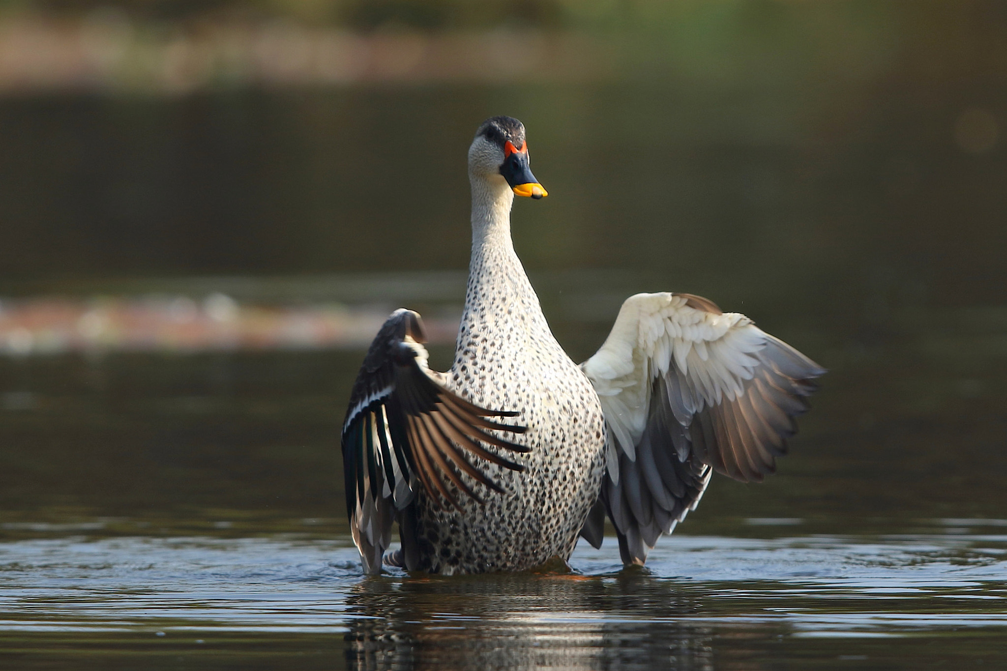 Canon EF 600mm F4L IS II USM sample photo
