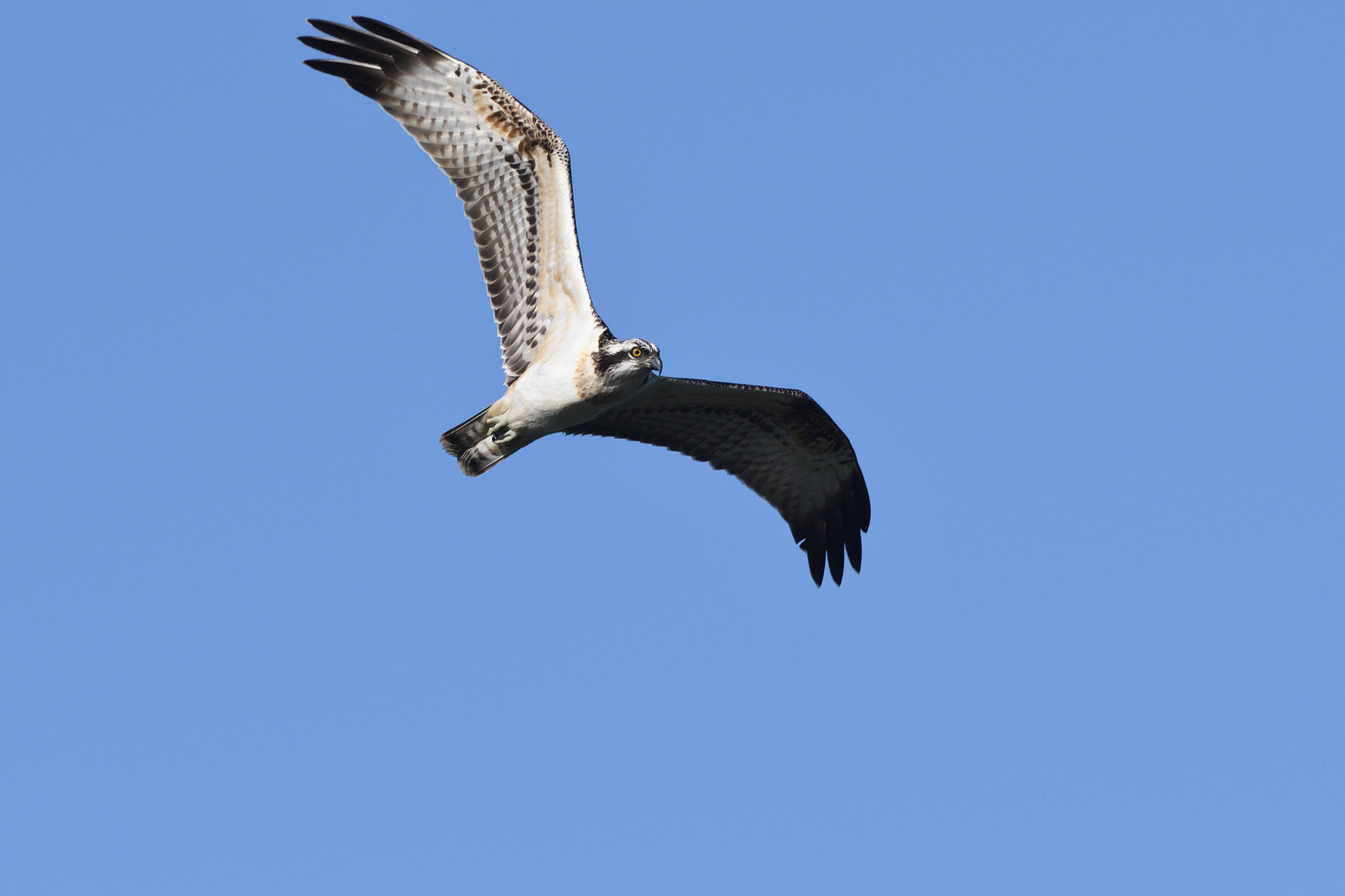 Sigma 500mm F4.5 EX DG HSM sample photo. Osprey photography