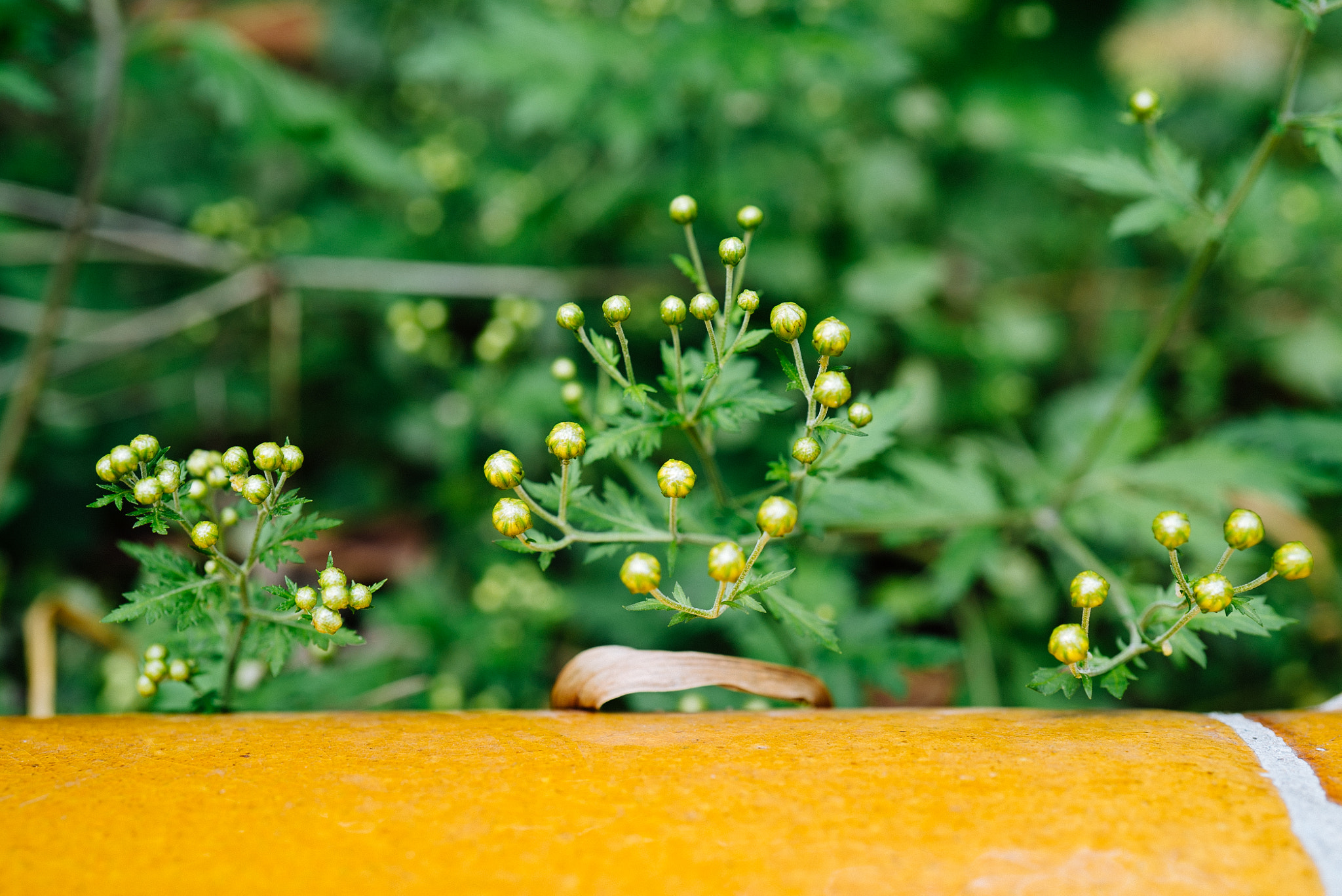 Sony FE 50mm F2.8 Macro sample photo