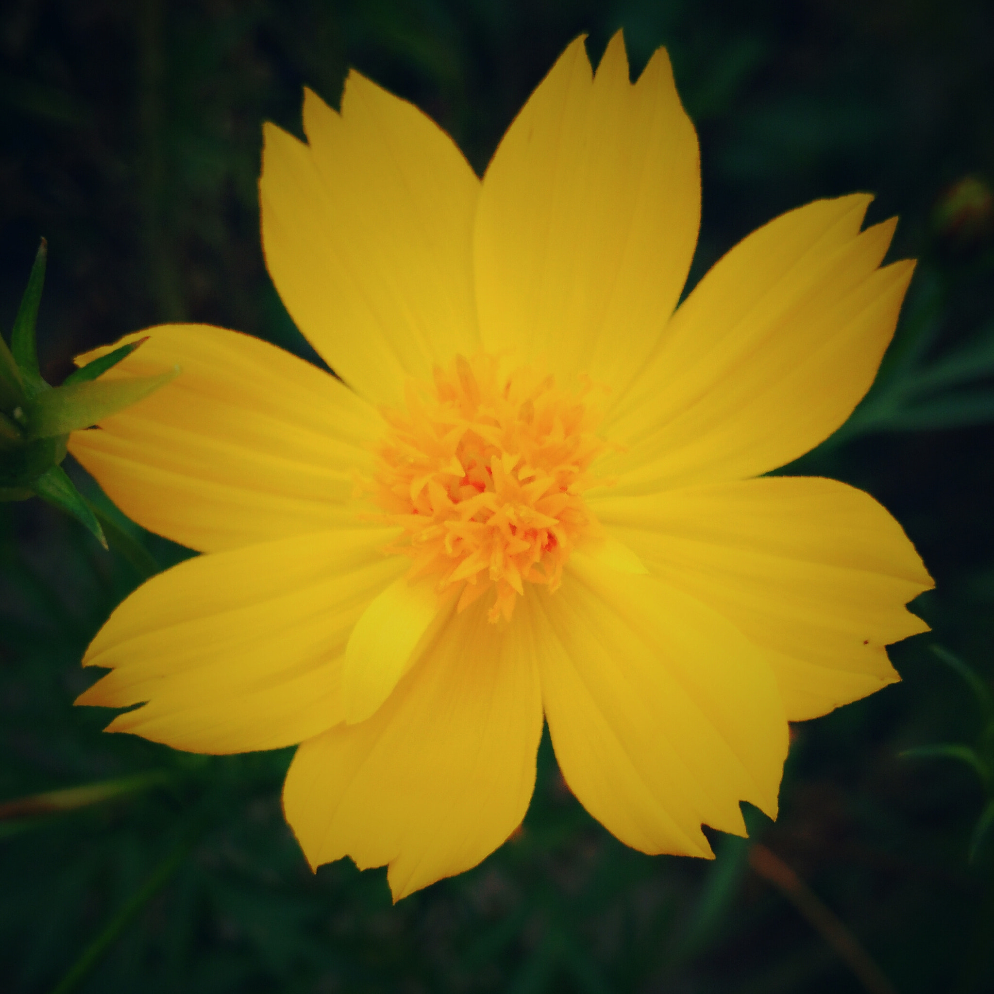 HUAWEI Che1-L04 sample photo. Yellow beauty photography