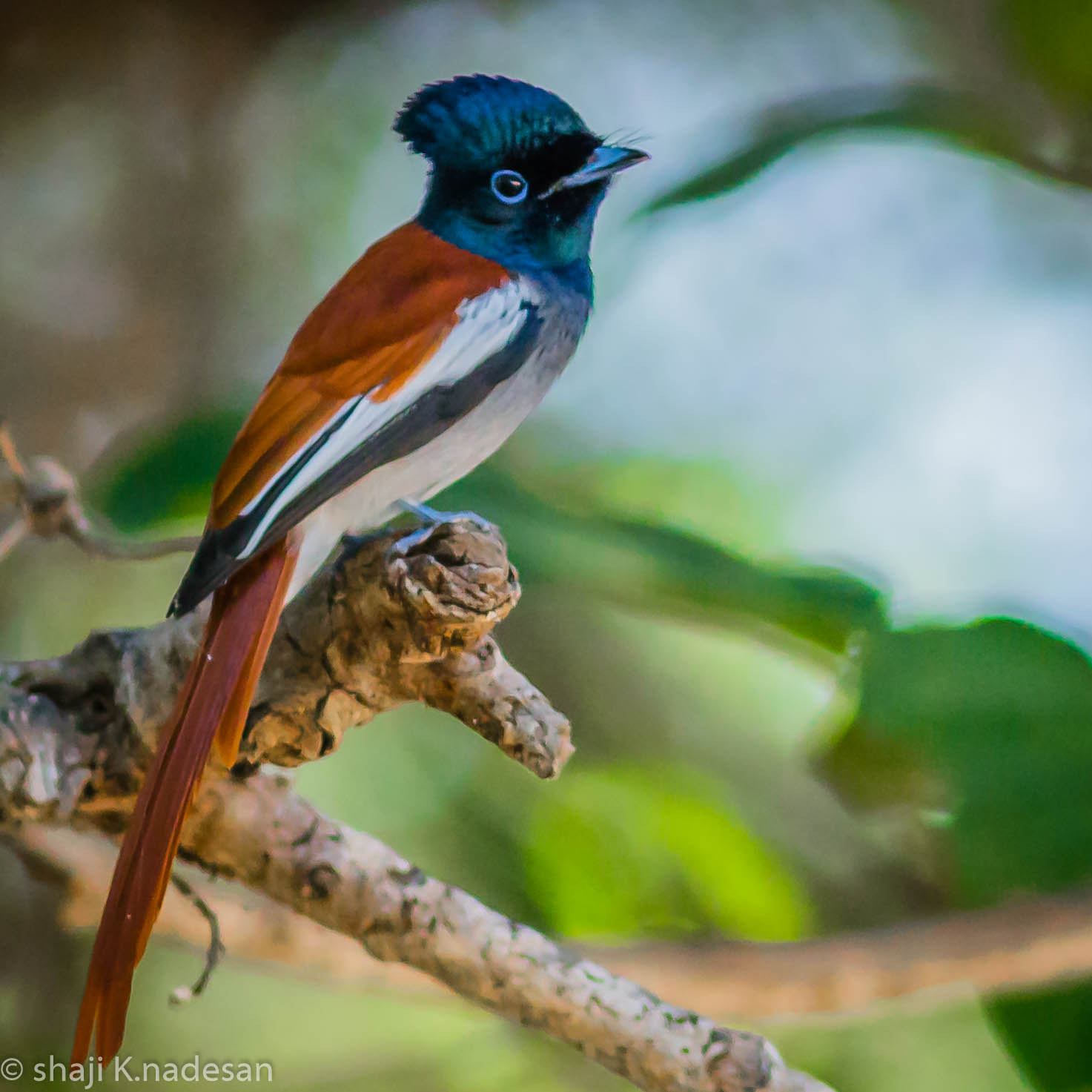 Canon EOS 700D (EOS Rebel T5i / EOS Kiss X7i) + Canon EF 300mm F4L IS USM sample photo. Paradise flycatcher photography