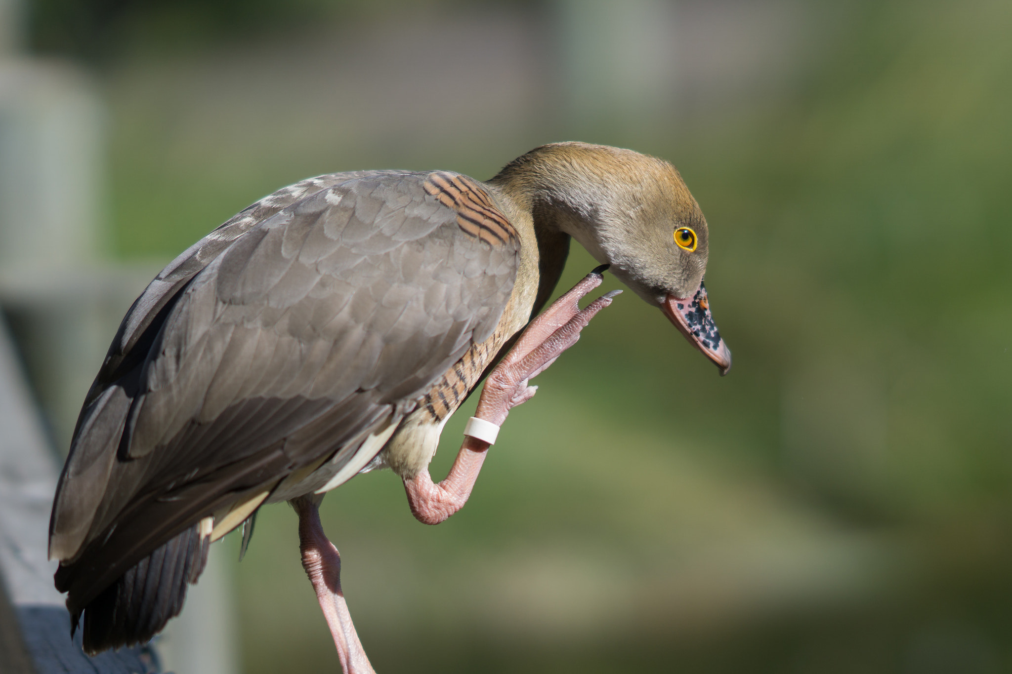 Sony FE 85mm F1.4 GM sample photo. Plumed whistling duck photography