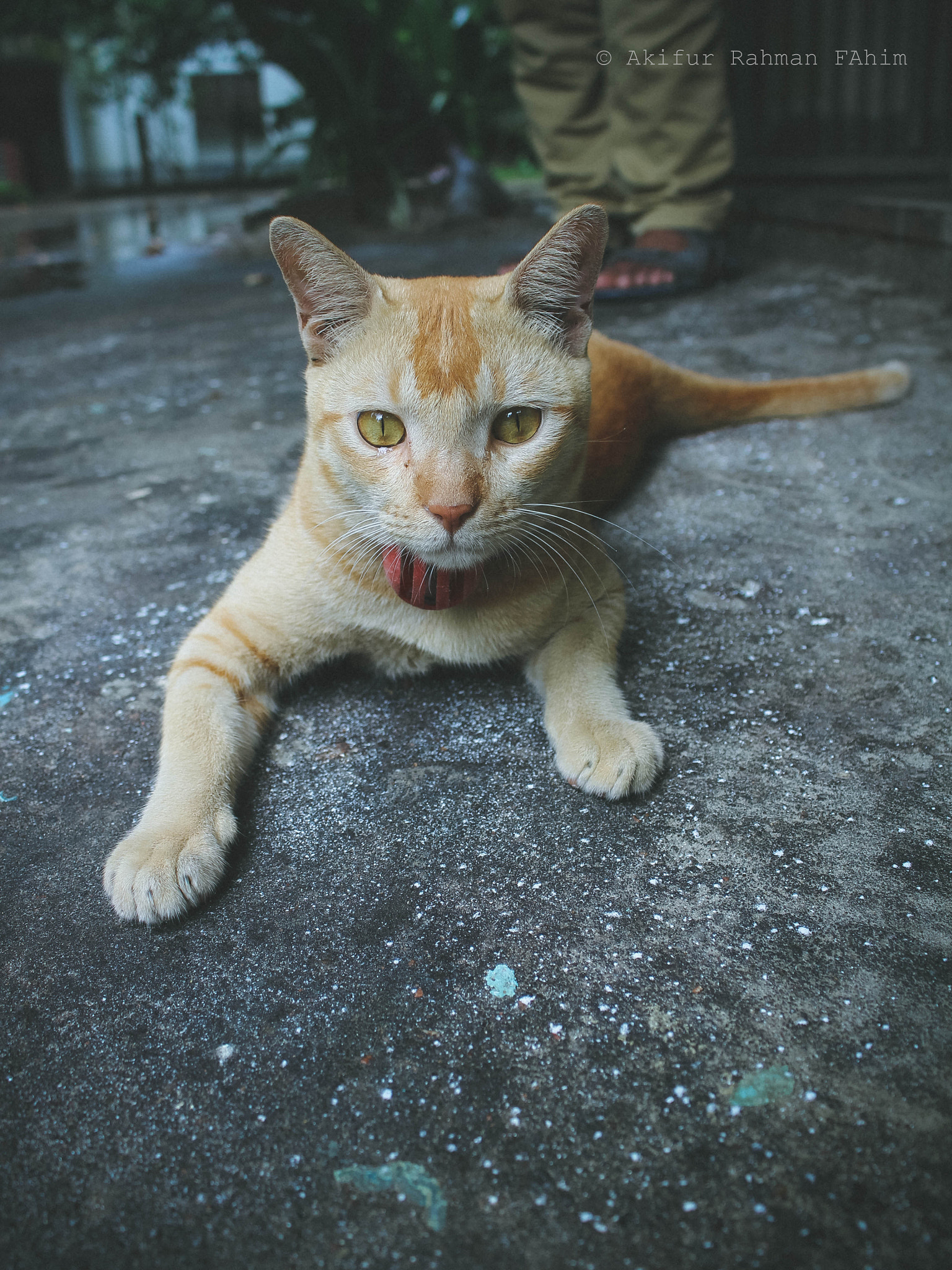 Canon EOS 1300D (EOS Rebel T6 / EOS Kiss X80) sample photo. What you want ? - kitty  photography