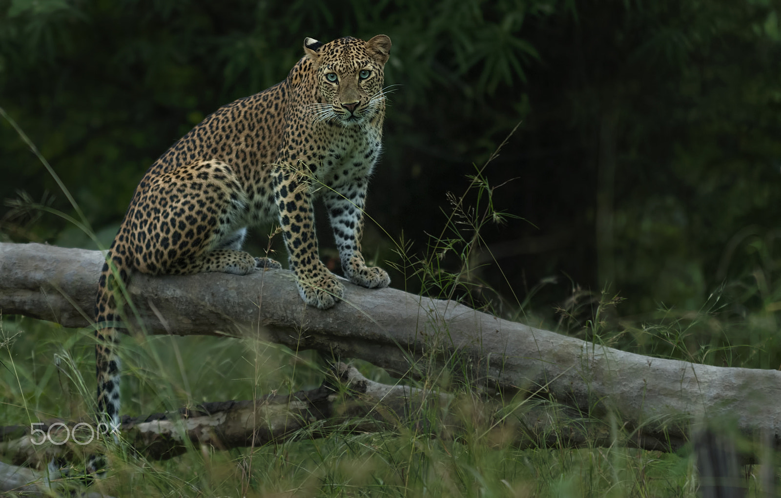 Nikon D200 sample photo. Indian leopard photography