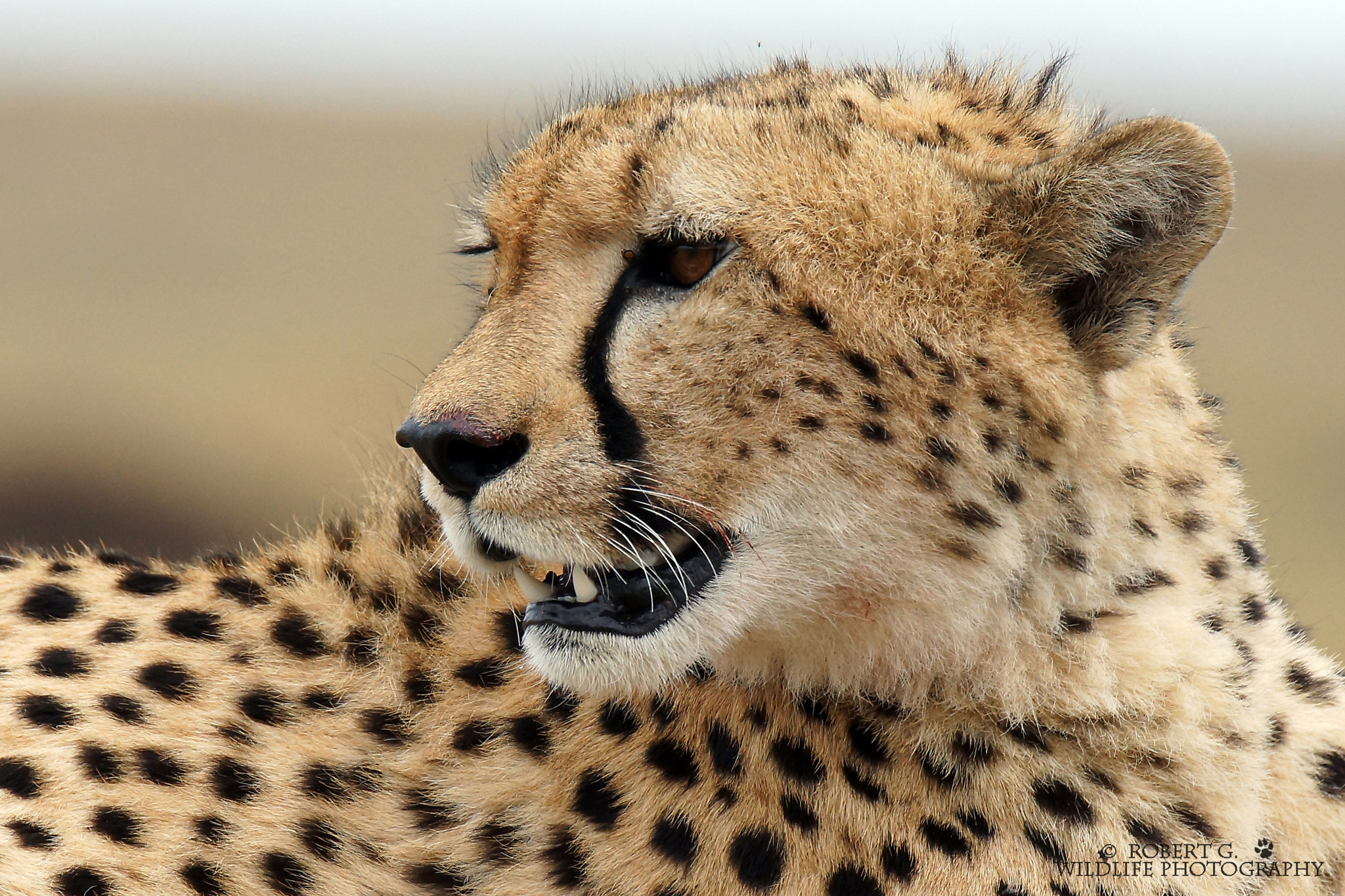Sony SLT-A77 sample photo. Cheetah in masai mara 2016 photography