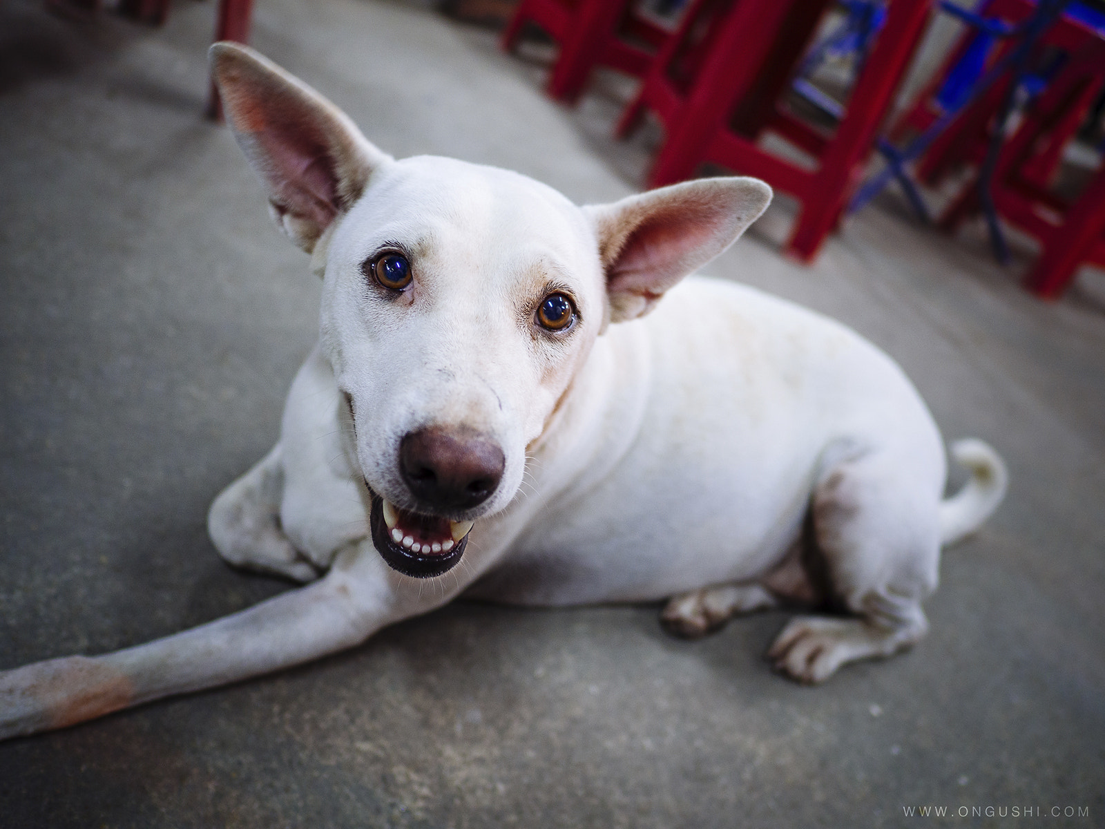 Olympus OM-D E-M10 II + LEICA DG SUMMILUX 15/F1.7 sample photo. My finder 76: my finder 76: white barking deer photography