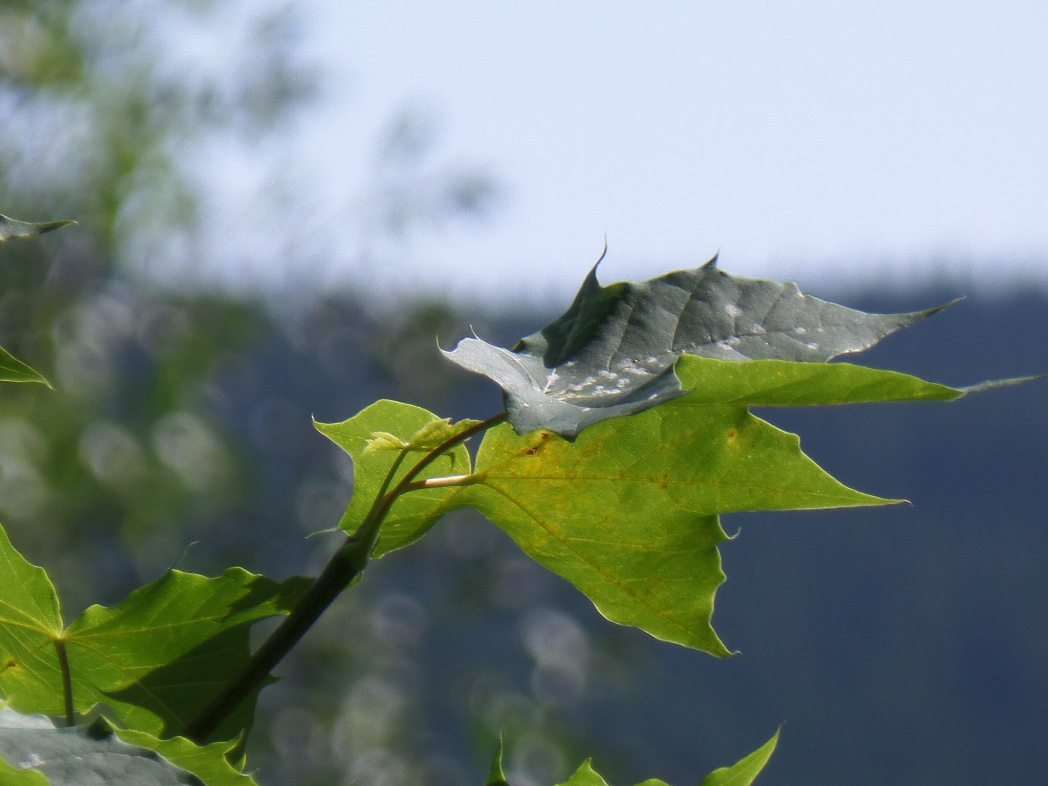 Samsung WB800F sample photo. Nature  photography