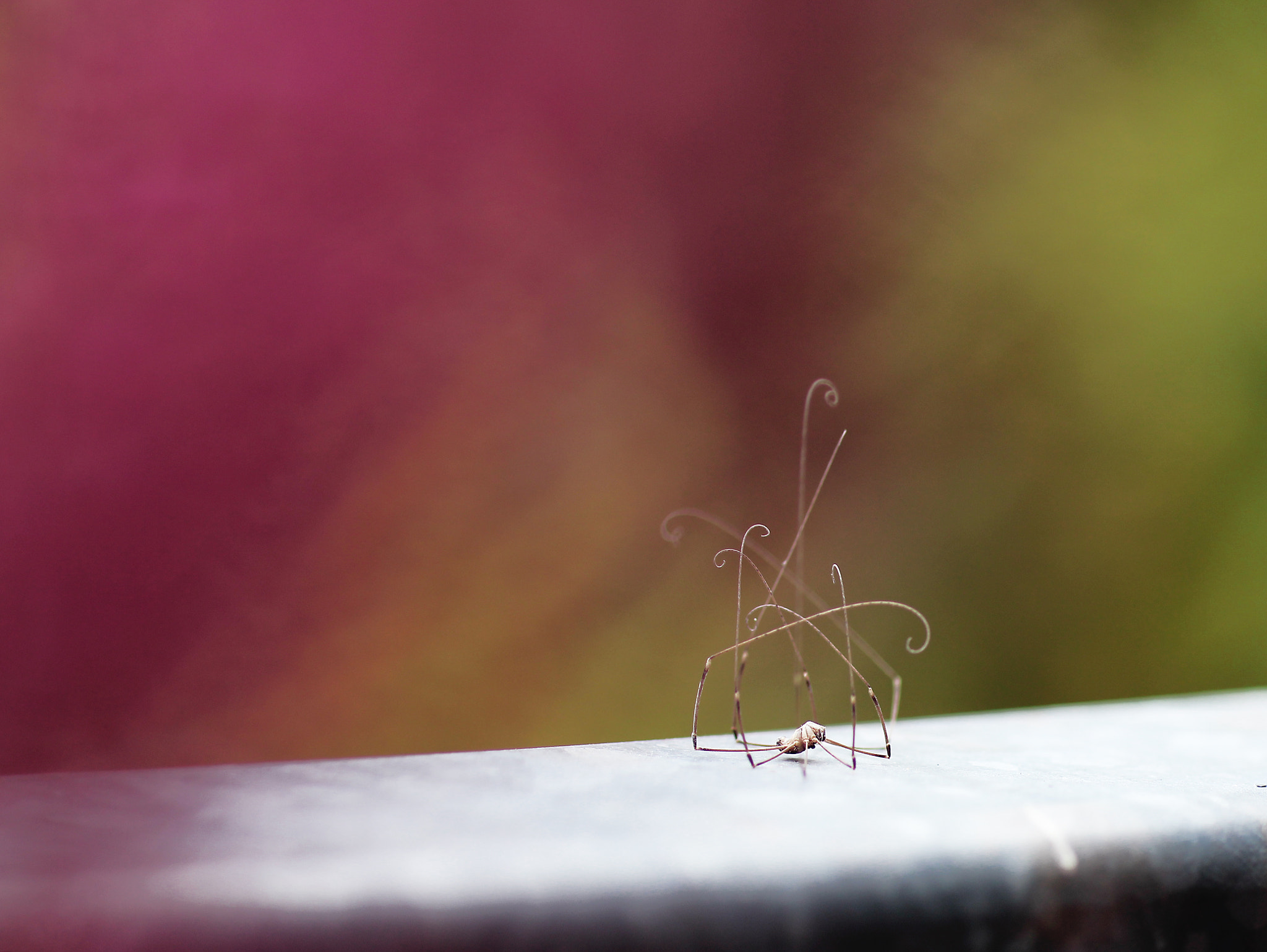 Sigma 50mm f/1.4 EX DG HSM + 1.4x sample photo. Dead spider photography