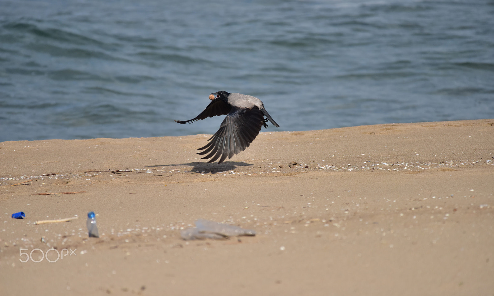 Sigma 150-500mm F5-6.3 DG OS HSM sample photo. On the beach photography