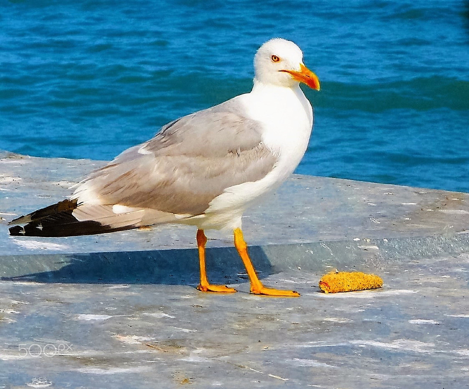Panasonic DMC-LZ7 sample photo. Seagull with corn. Чайка с кукурузой. photography